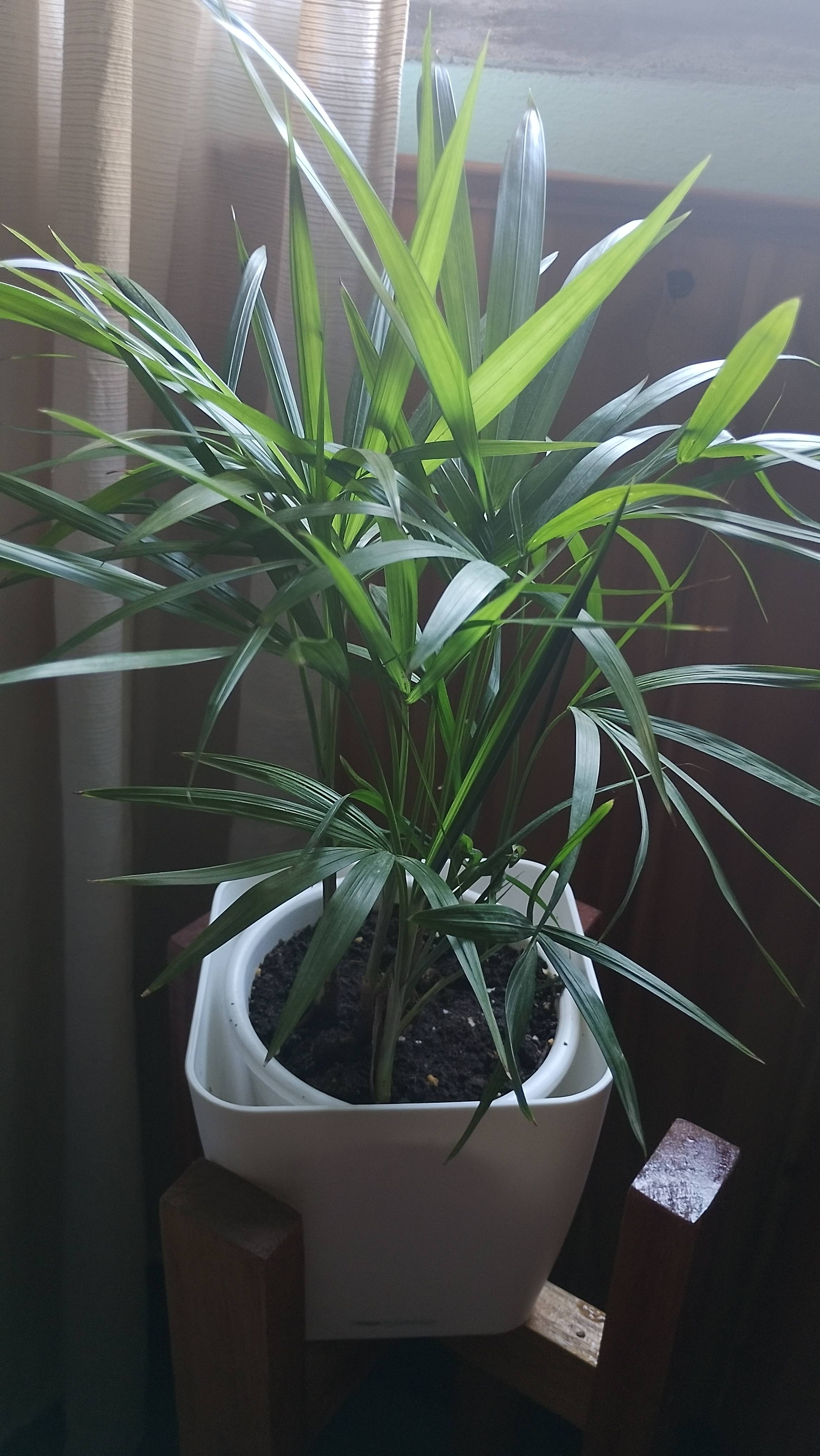 Cura della Palma kentia (Howea forsteriana): guida rapida e checklist