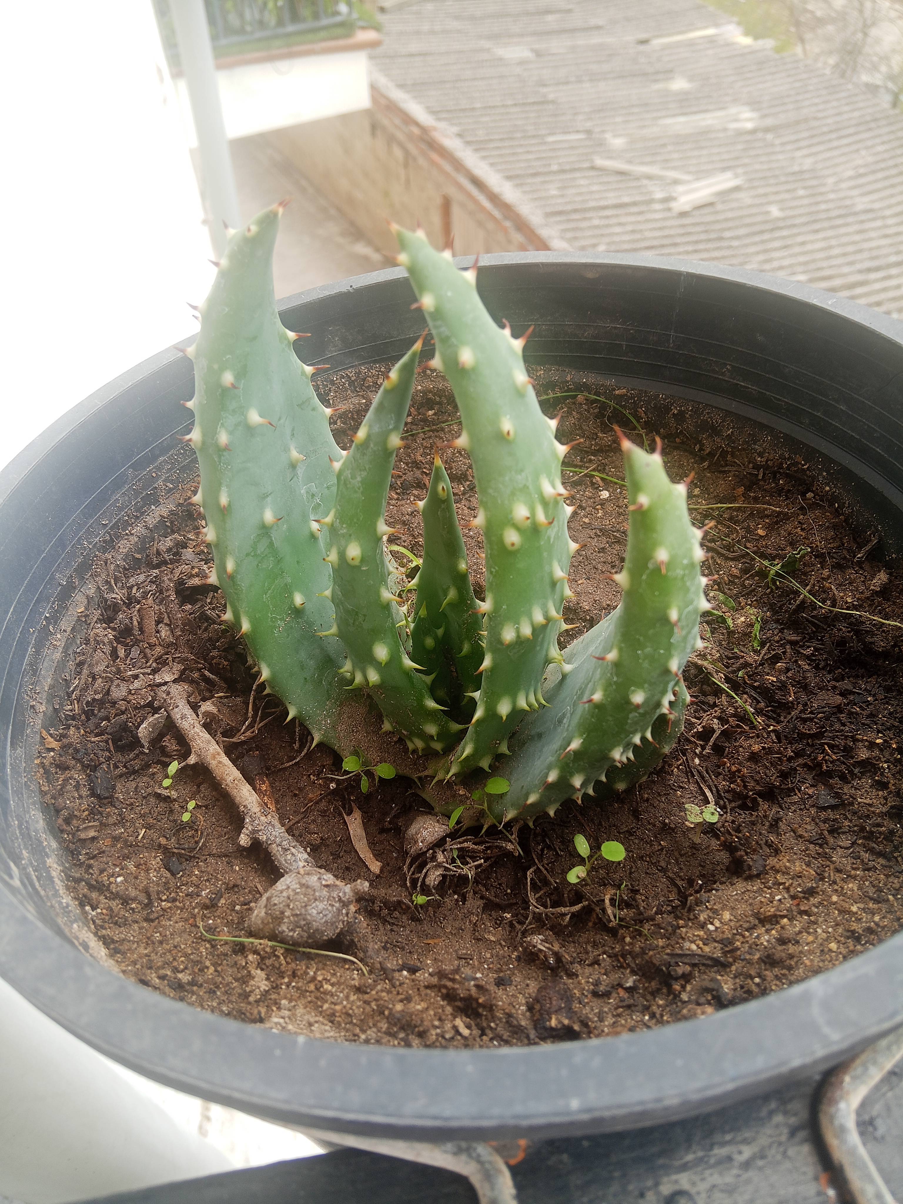 Praktischer Leitfaden zur Pflege von Aloe aculeata Pole-Evans in gesundem Zustand