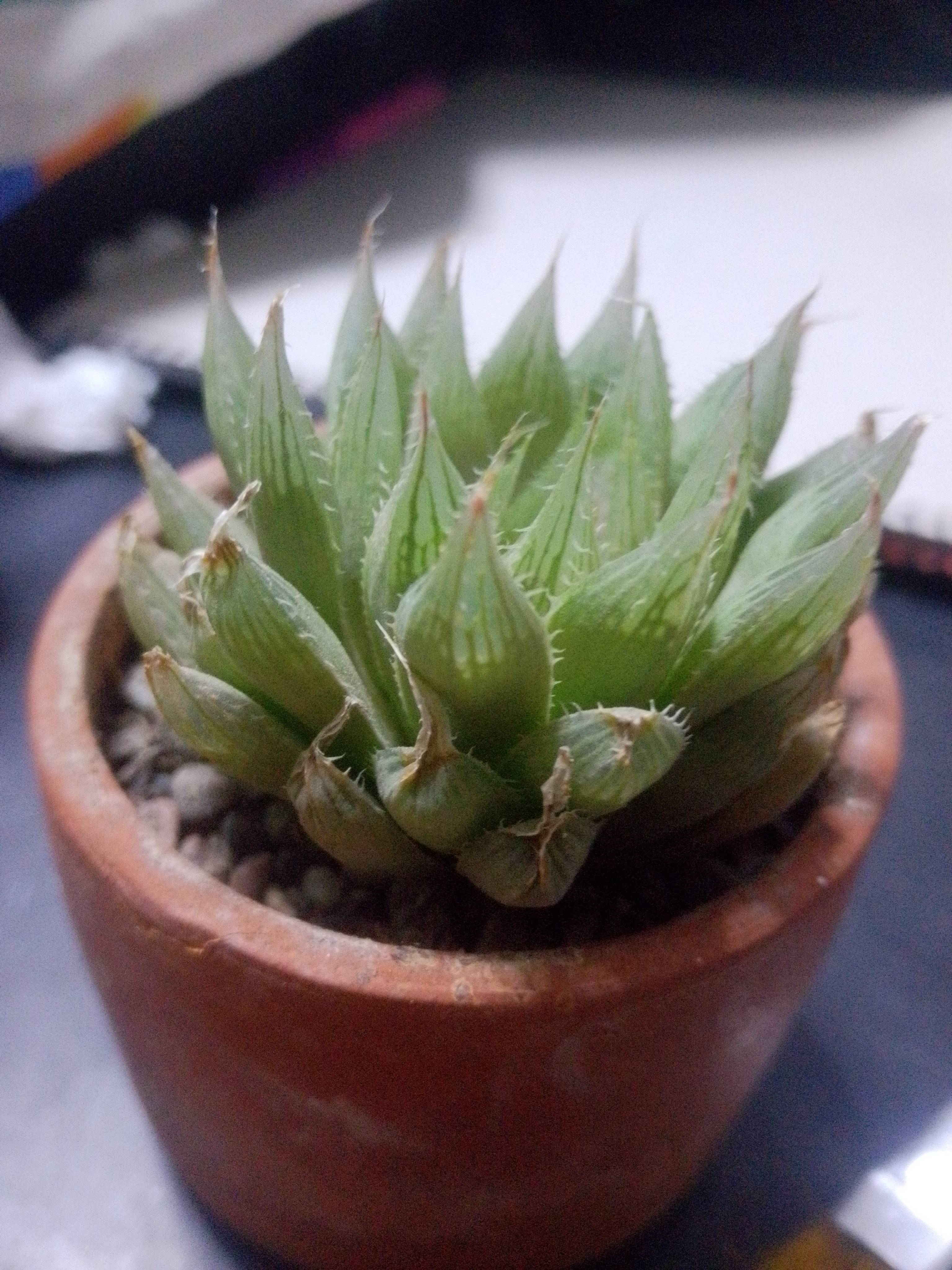Essential Care for Haworthia cooperi (Water Haworthia)