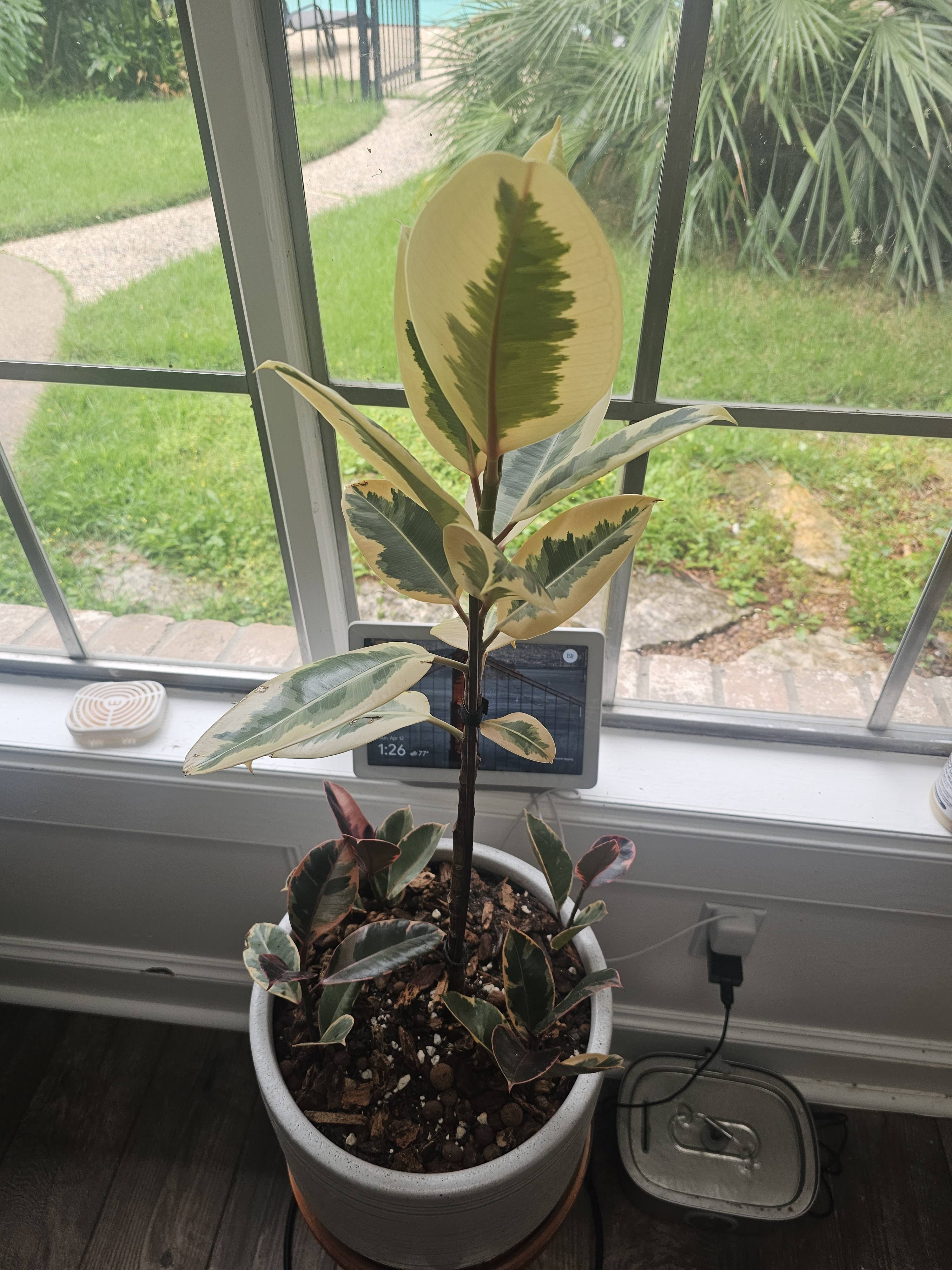 Variegated Rubber Plant (Ficus elastica) Care — diagnosis and recommendations