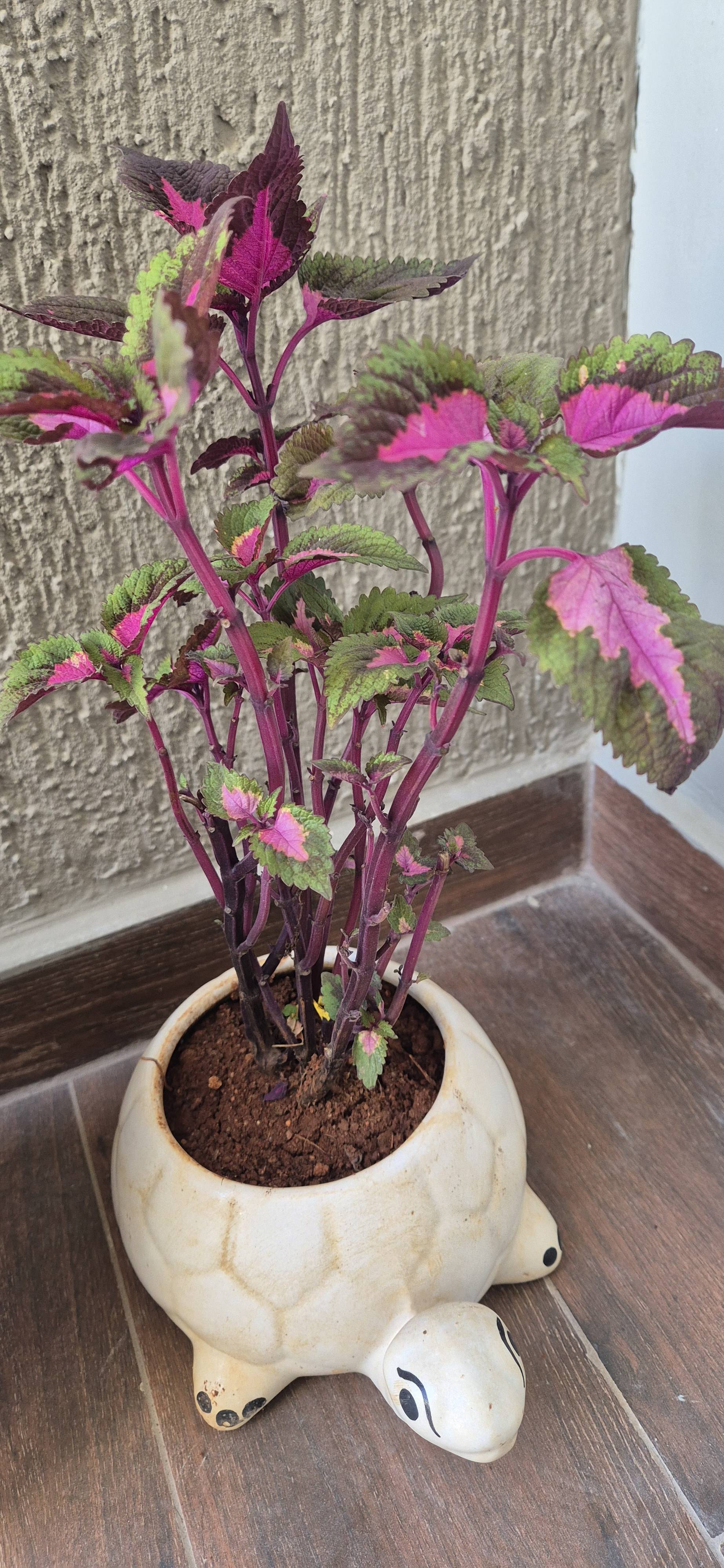 Pflegeleitfaden: Gesunder Coleus (Coleus decurrens) — Bewahre diese leuchtend rosa-grünen Blätter