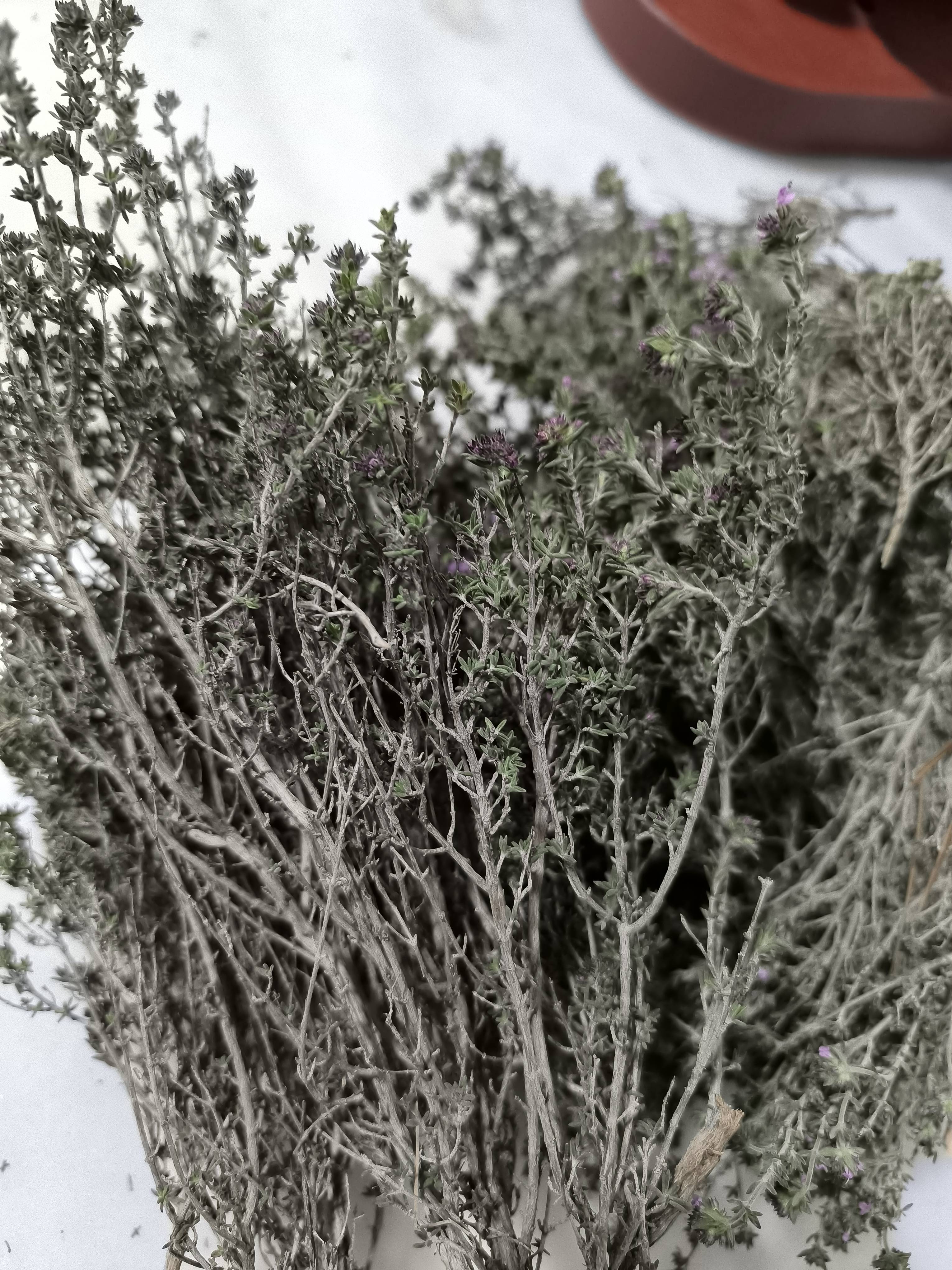 Andalusischer Thymian (Thymbra capitata): wie man Wasserstress erkennt und behebt