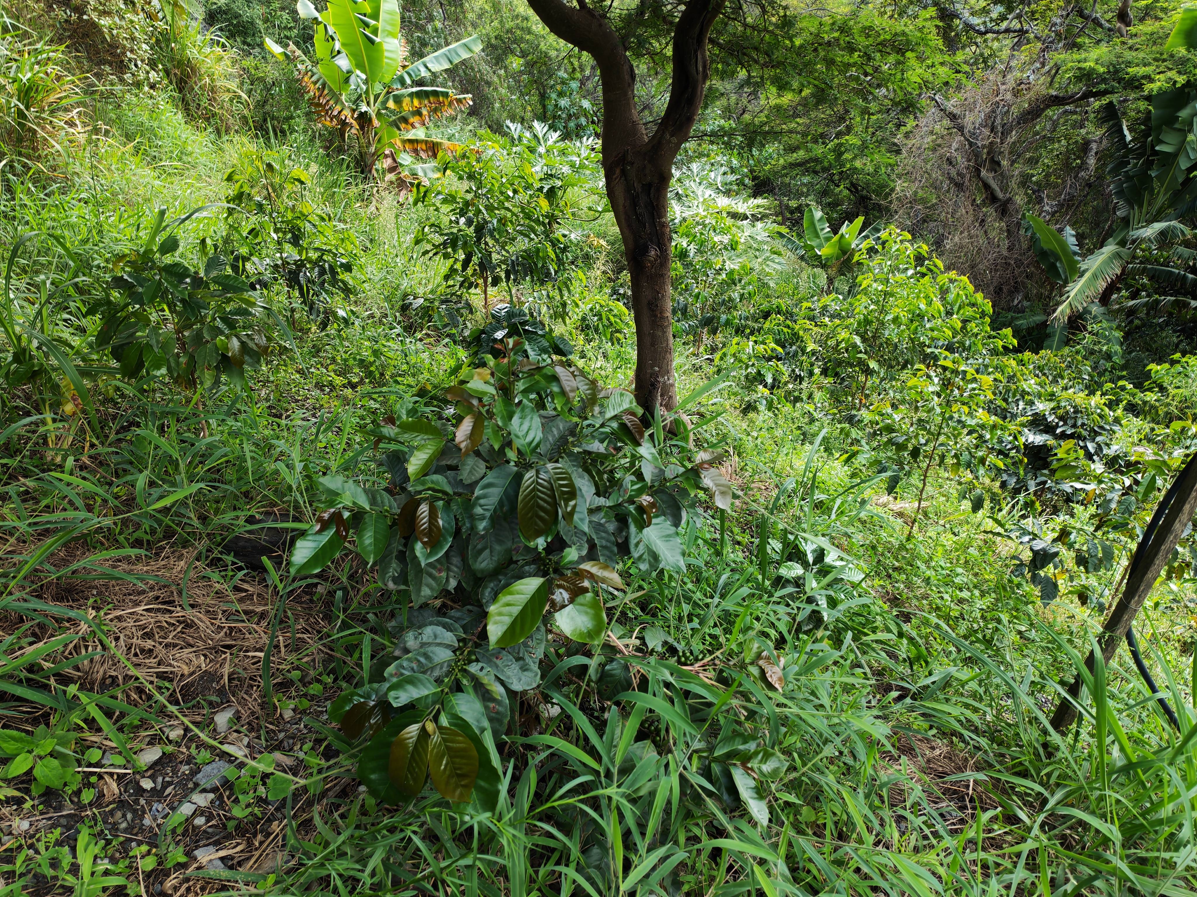 Arabica-Kaffeepflanze (Coffea arabica): Diagnose und grundlegende Pflege für eine gesunde Pflanze