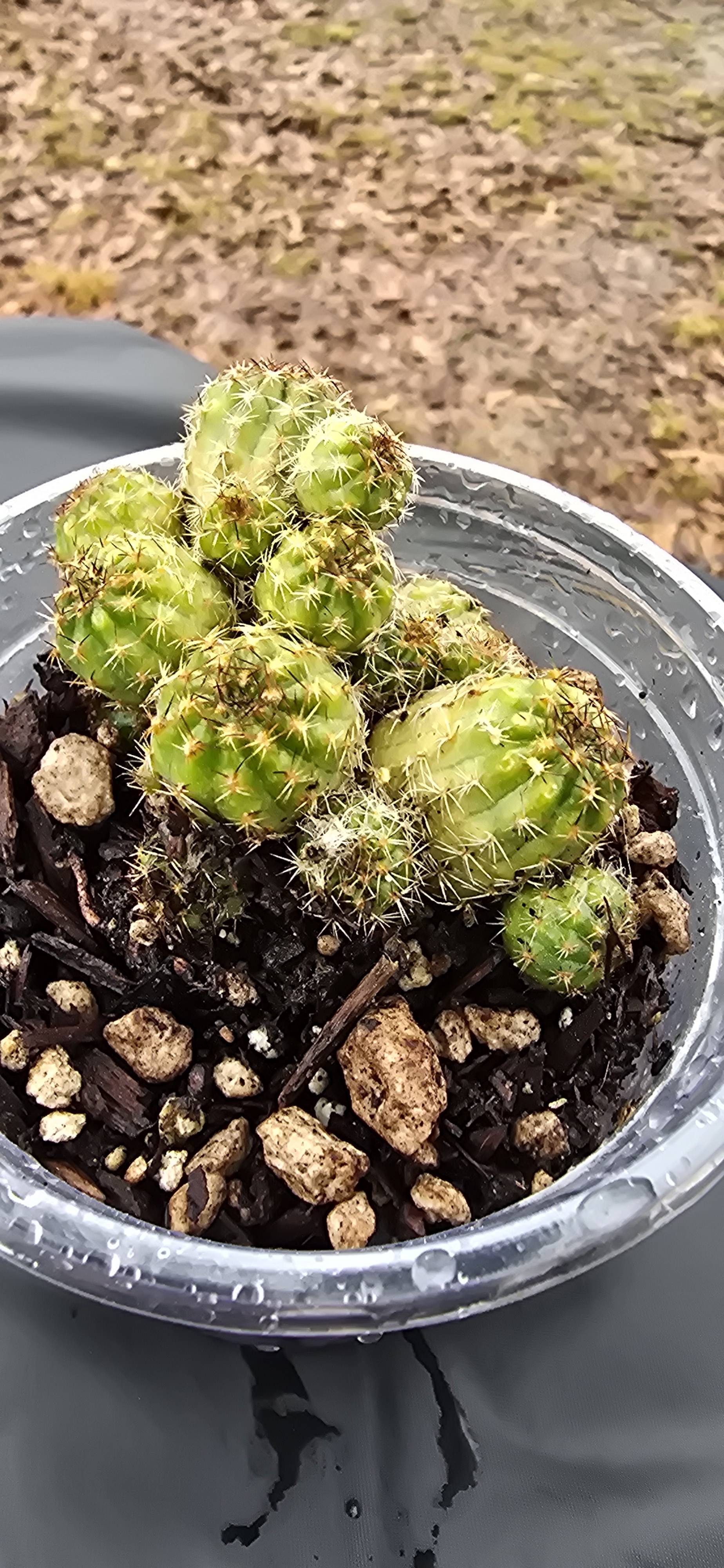 Cacto escarlate (Echinocereus coccineus): diagnóstico e cuidados para pequenas manchas nos ápices