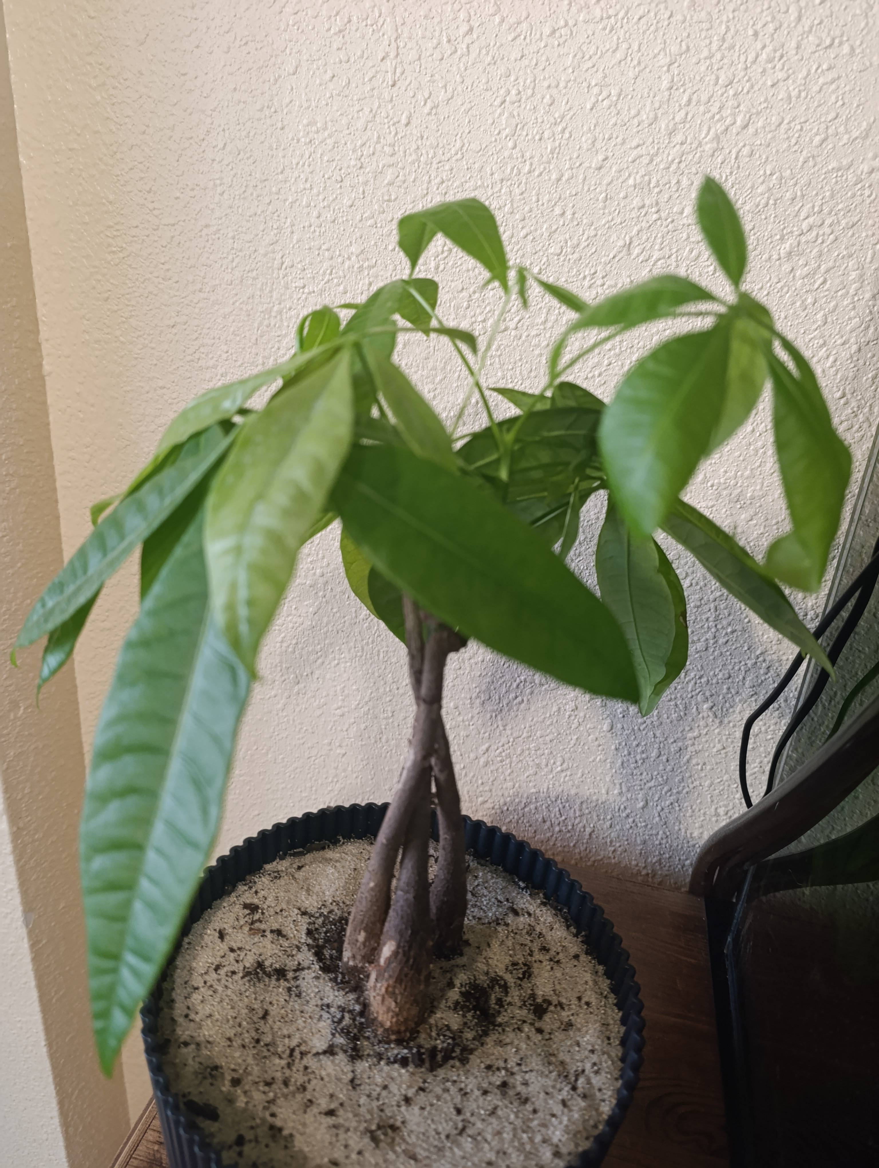 Cuidados do Ceibo de água (Pachira aquatica): guia para mantê-lo saudável