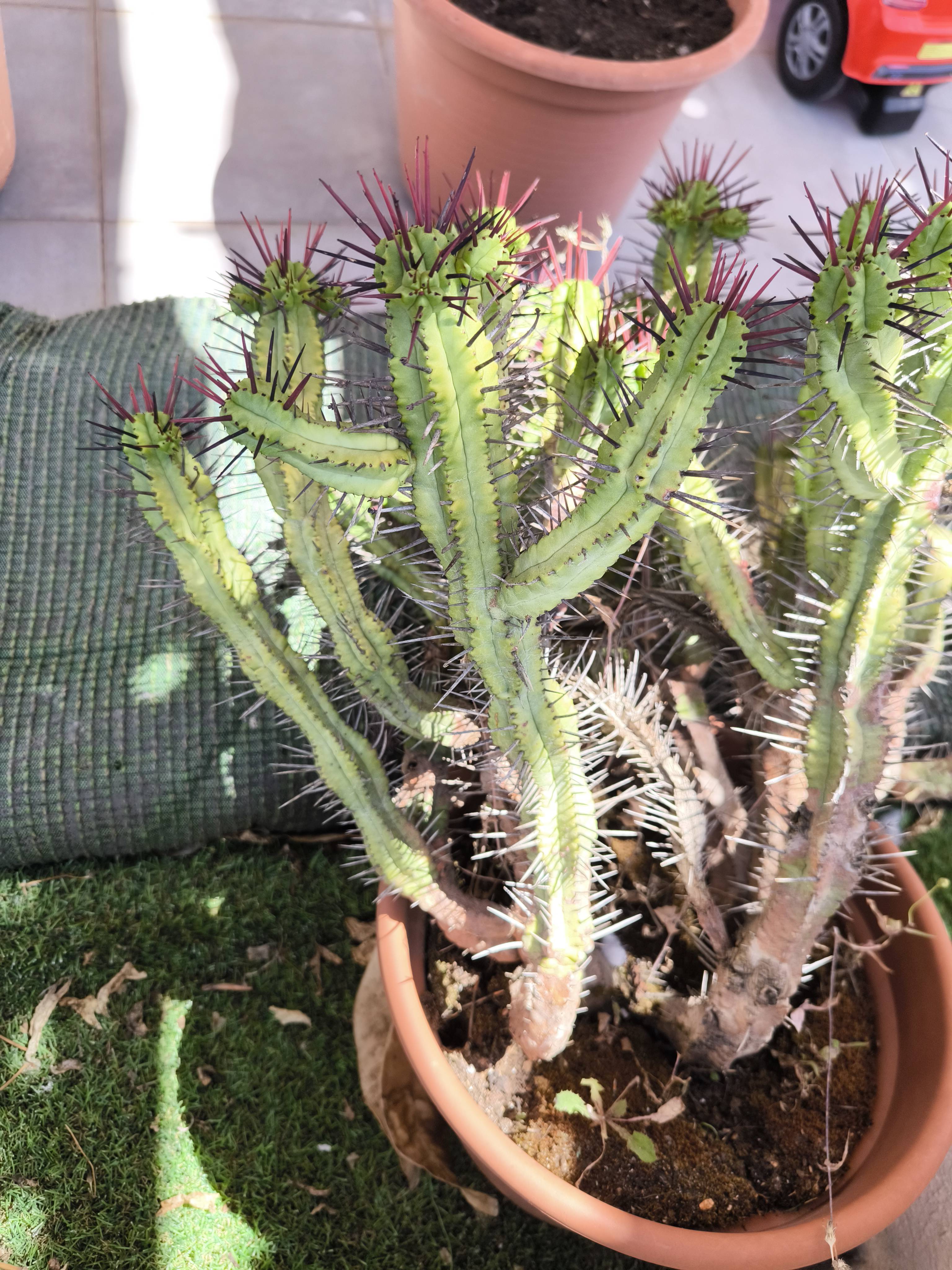 Euphorbia heptagona L. : soins et suivi pour des tiges saines