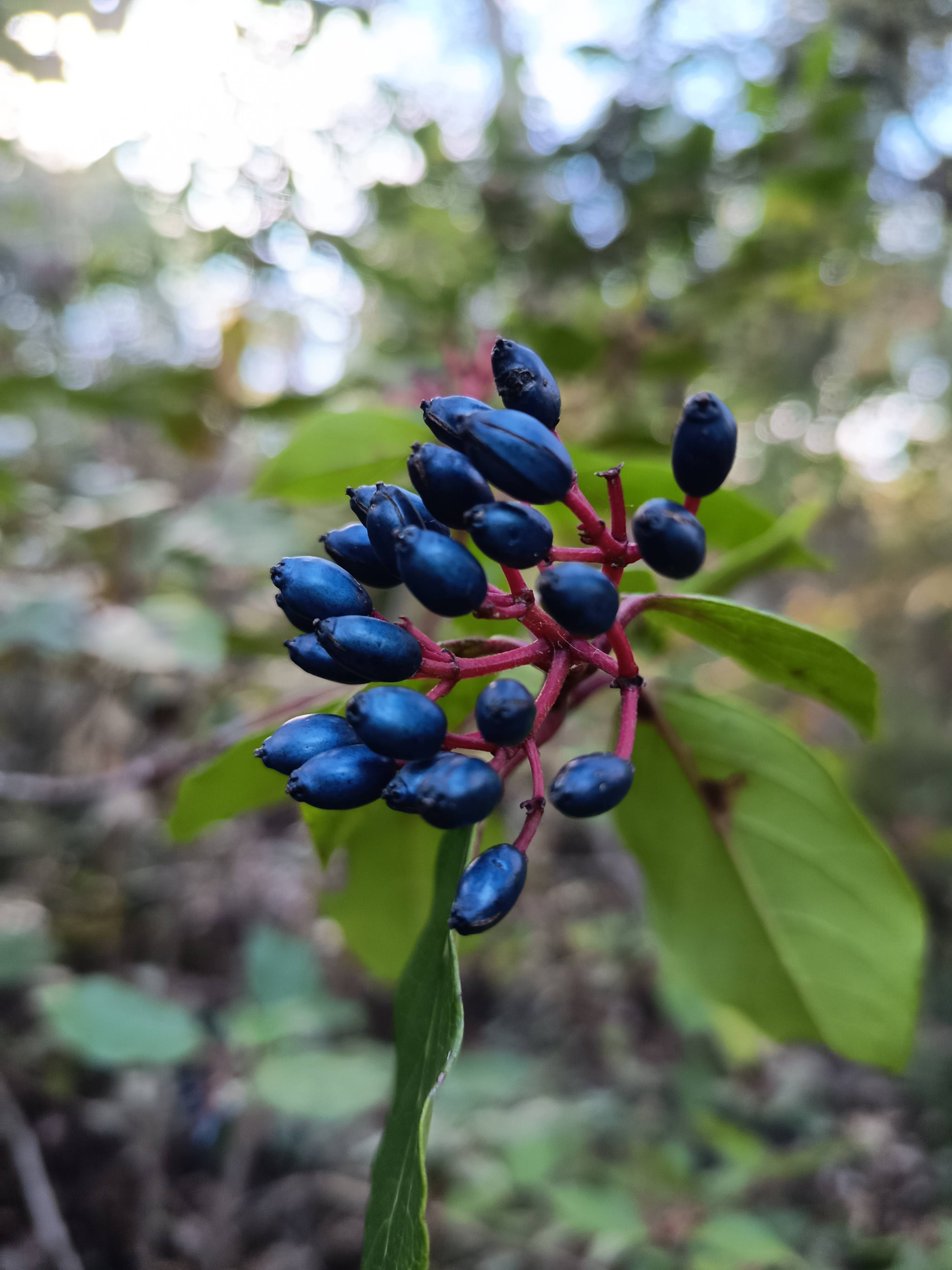 Care of the Canary Follao (Viburnum rugosum): Diagnosis and Recommendations
