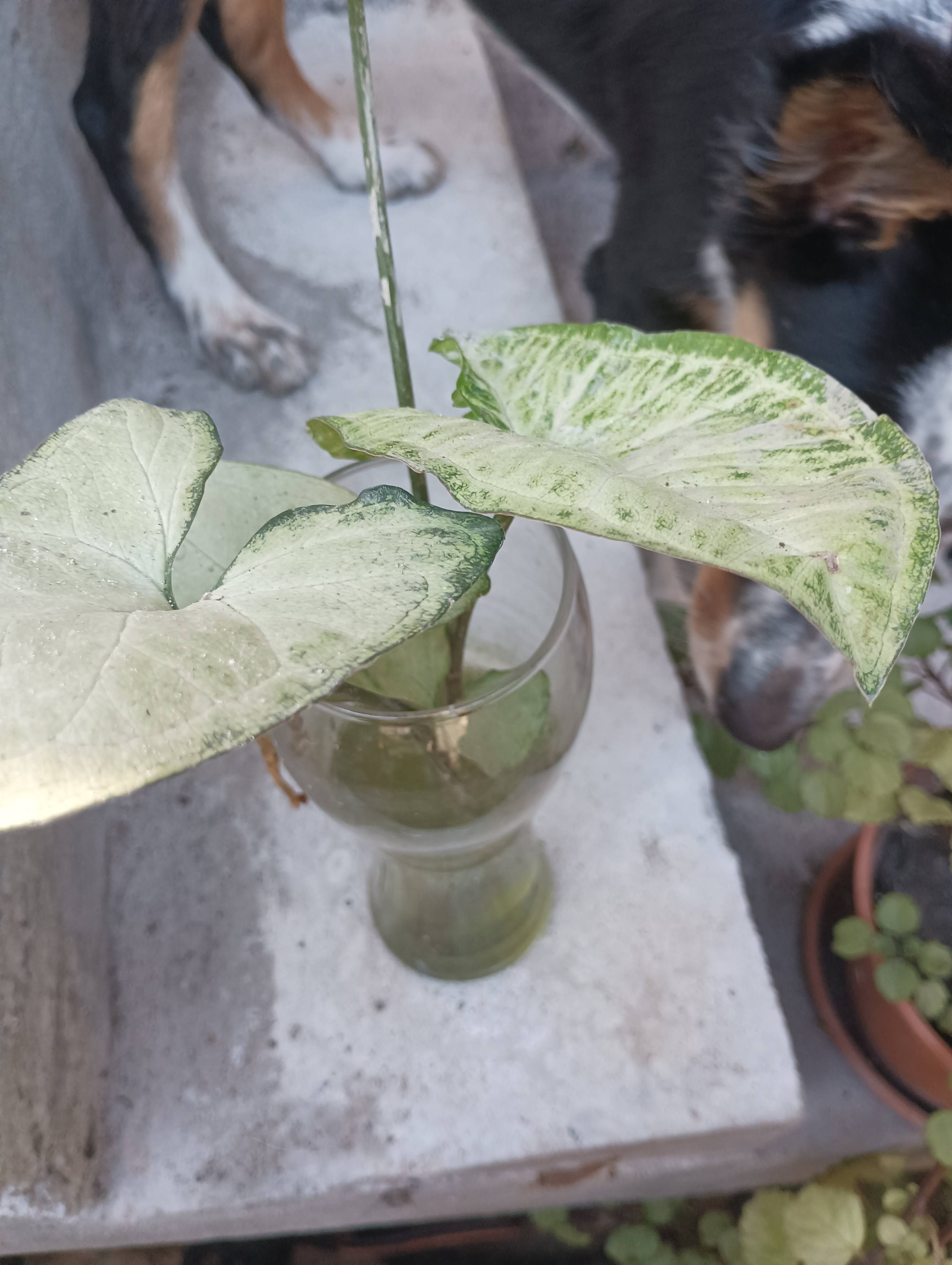 Singonio (Syngonium) mit entfärbten Blättern und Flecken: Diagnose und Pflege