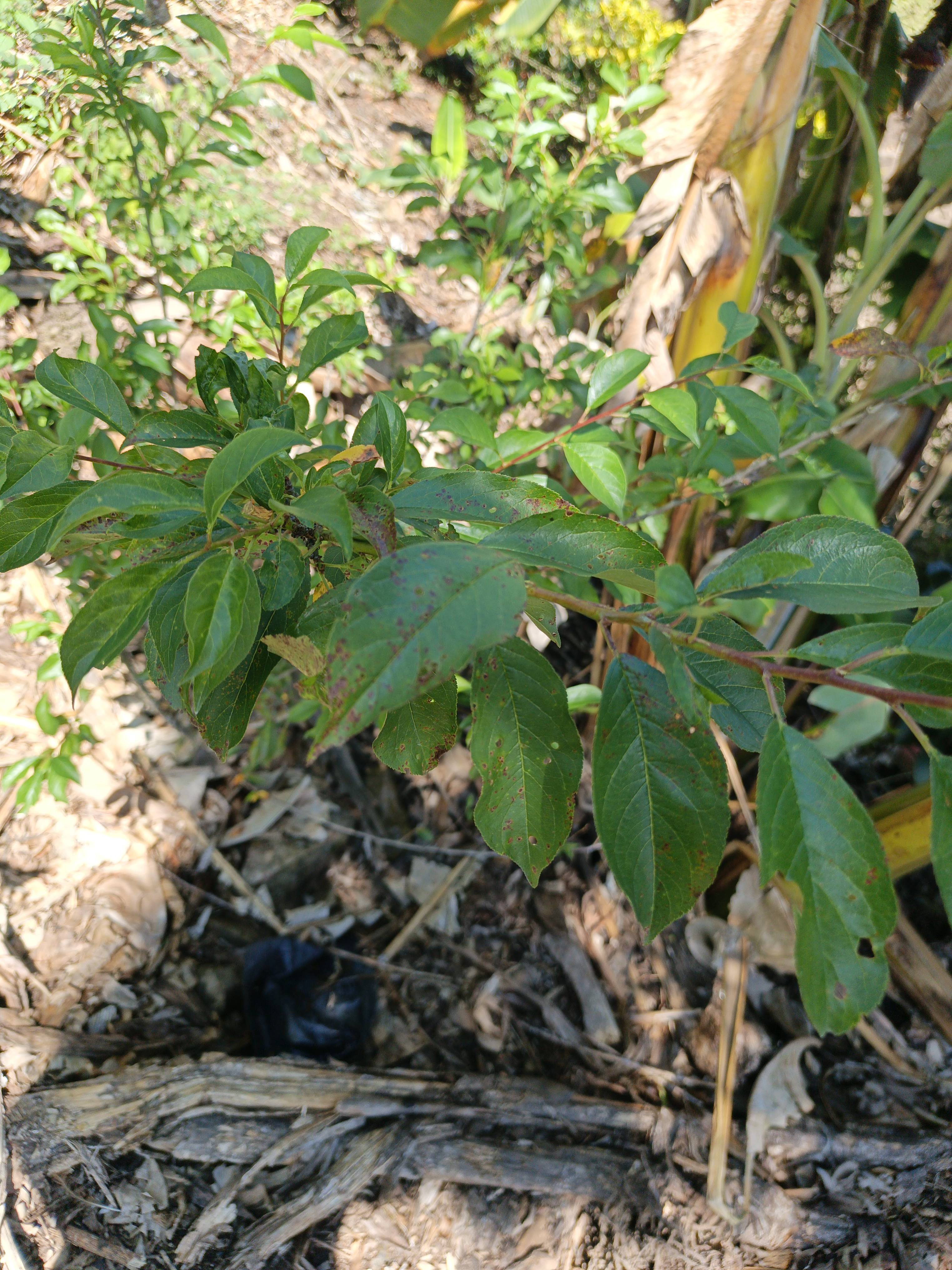 Why my plum tree blossoms but the flowers fall without setting fruit and what to do