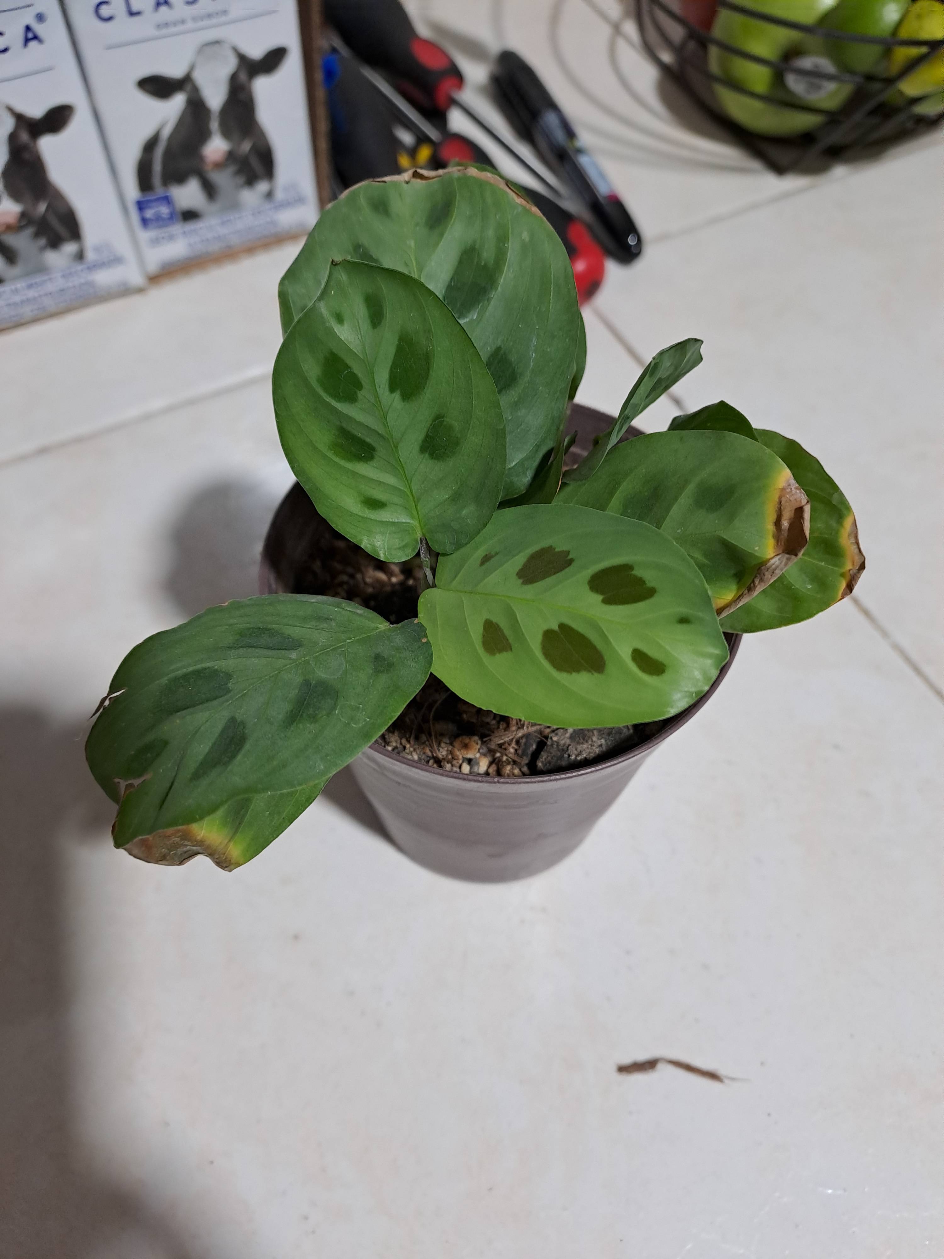 Sapito (Maranta leuconeura) : bords bruns dus au stress environnemental et comment y remédier