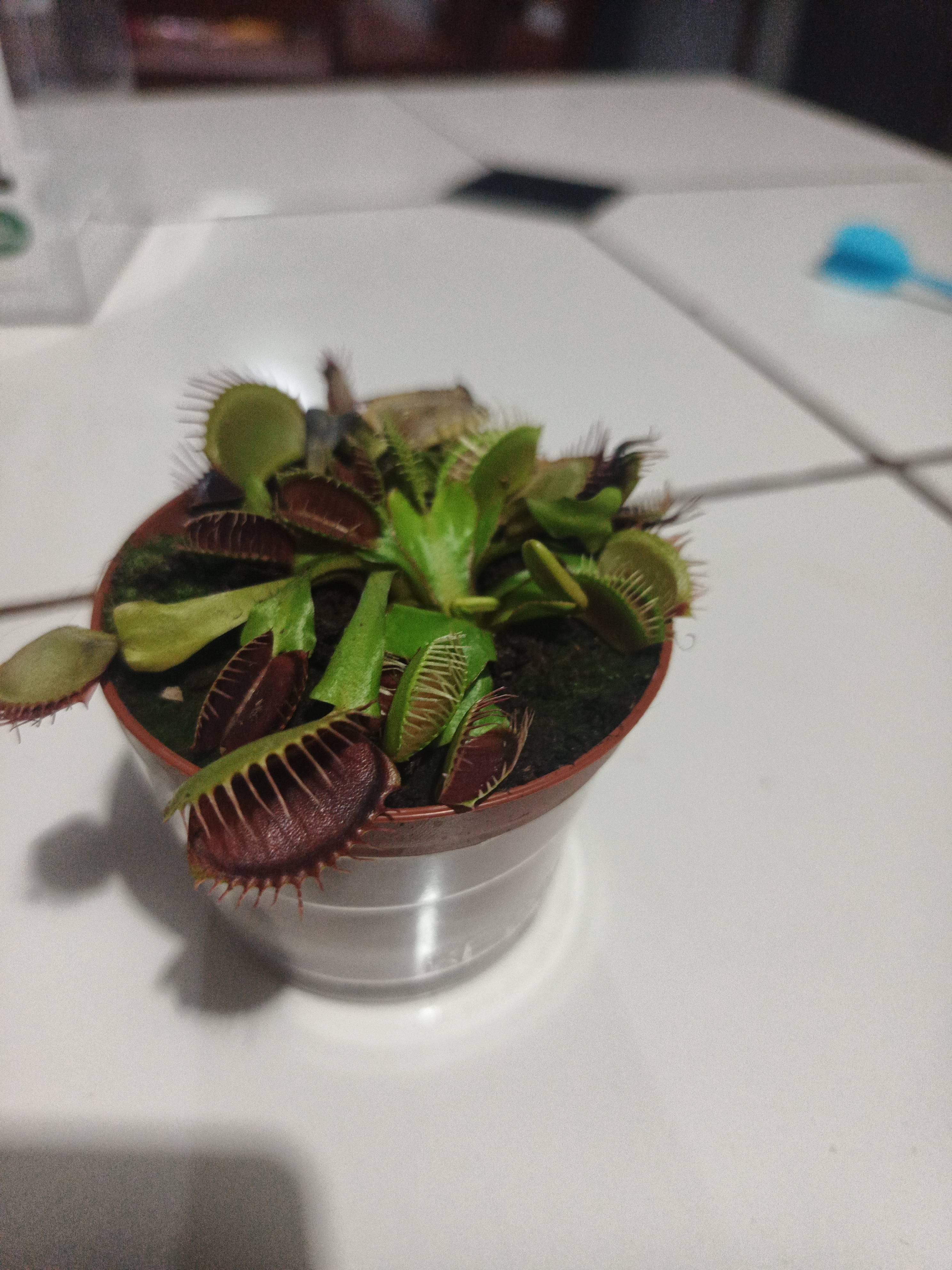 Was tun, wenn die Fallen deiner Venusfliegenfalle braun werden oder verwelken