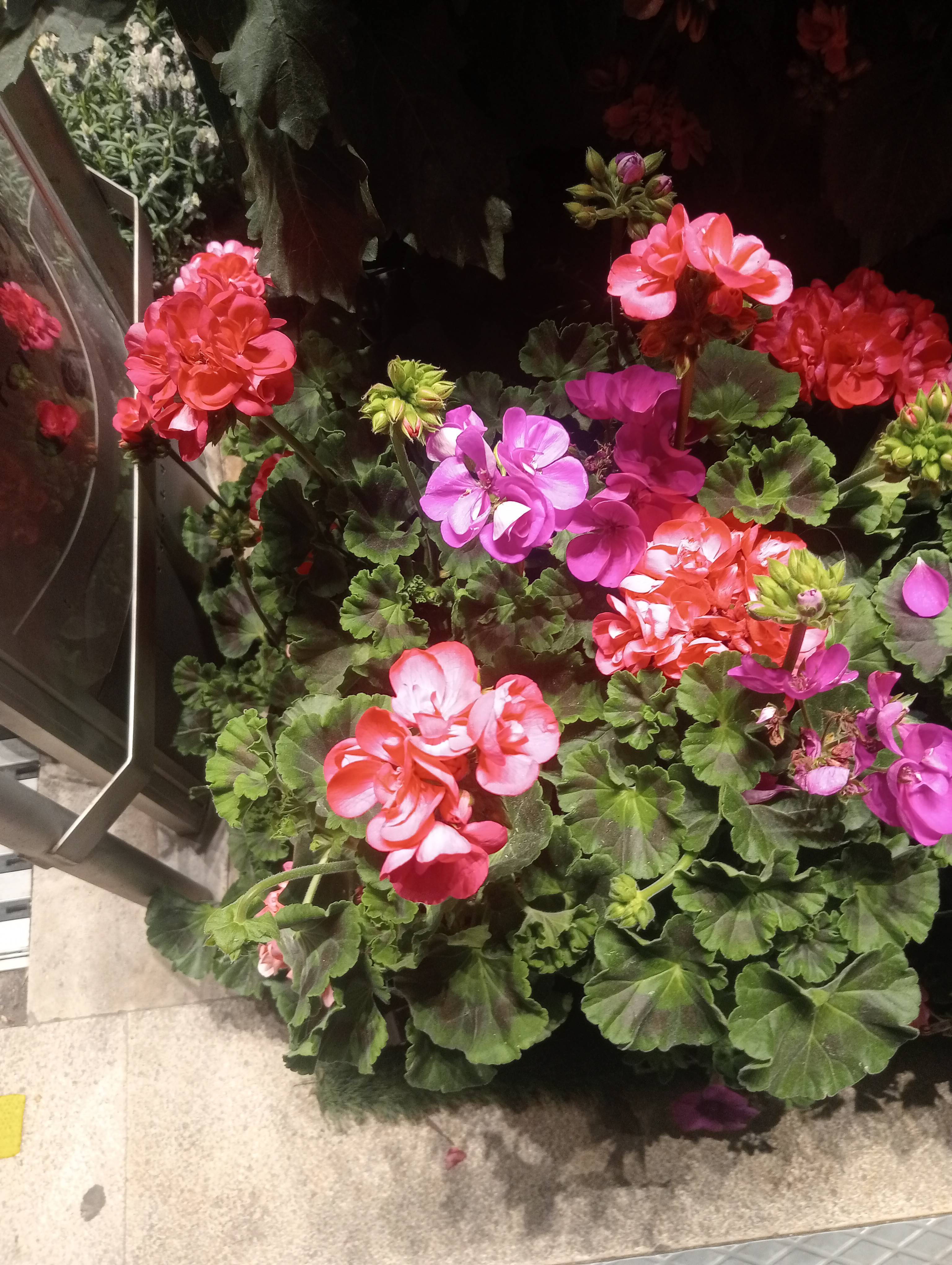 Pflege des Pelargons (Pelargonium × hybridum): Diagnose und Empfehlungen