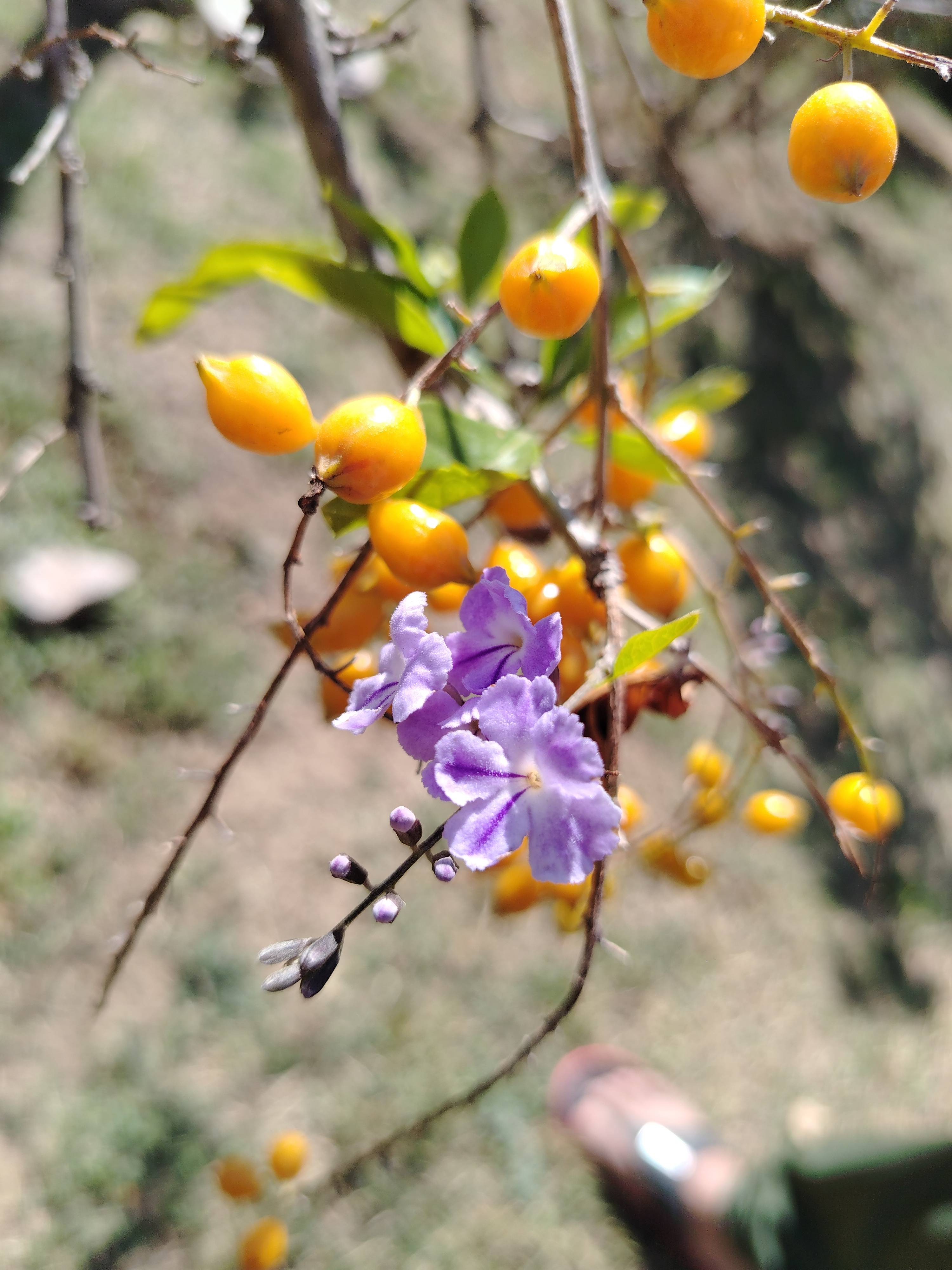 Pflege von Grünen Durantas (Duranta erecta) im Winter — Guanajuato