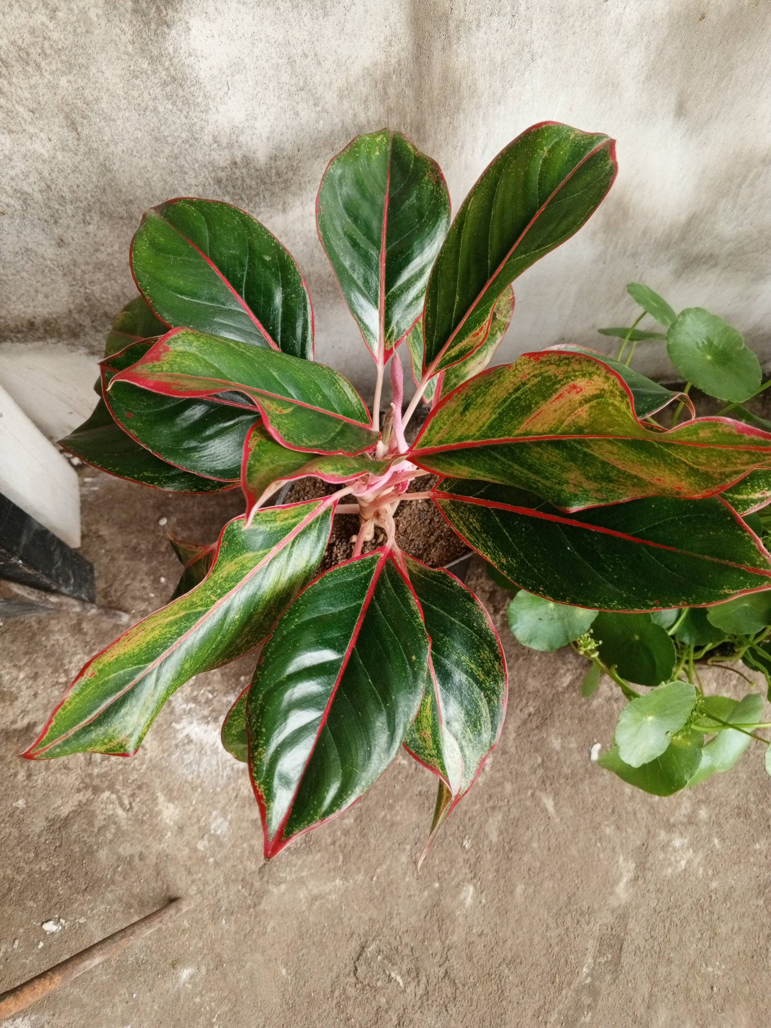 Anglonema fuego (Aglaonema commutatum) : feuille rouge et brillant, plante saine