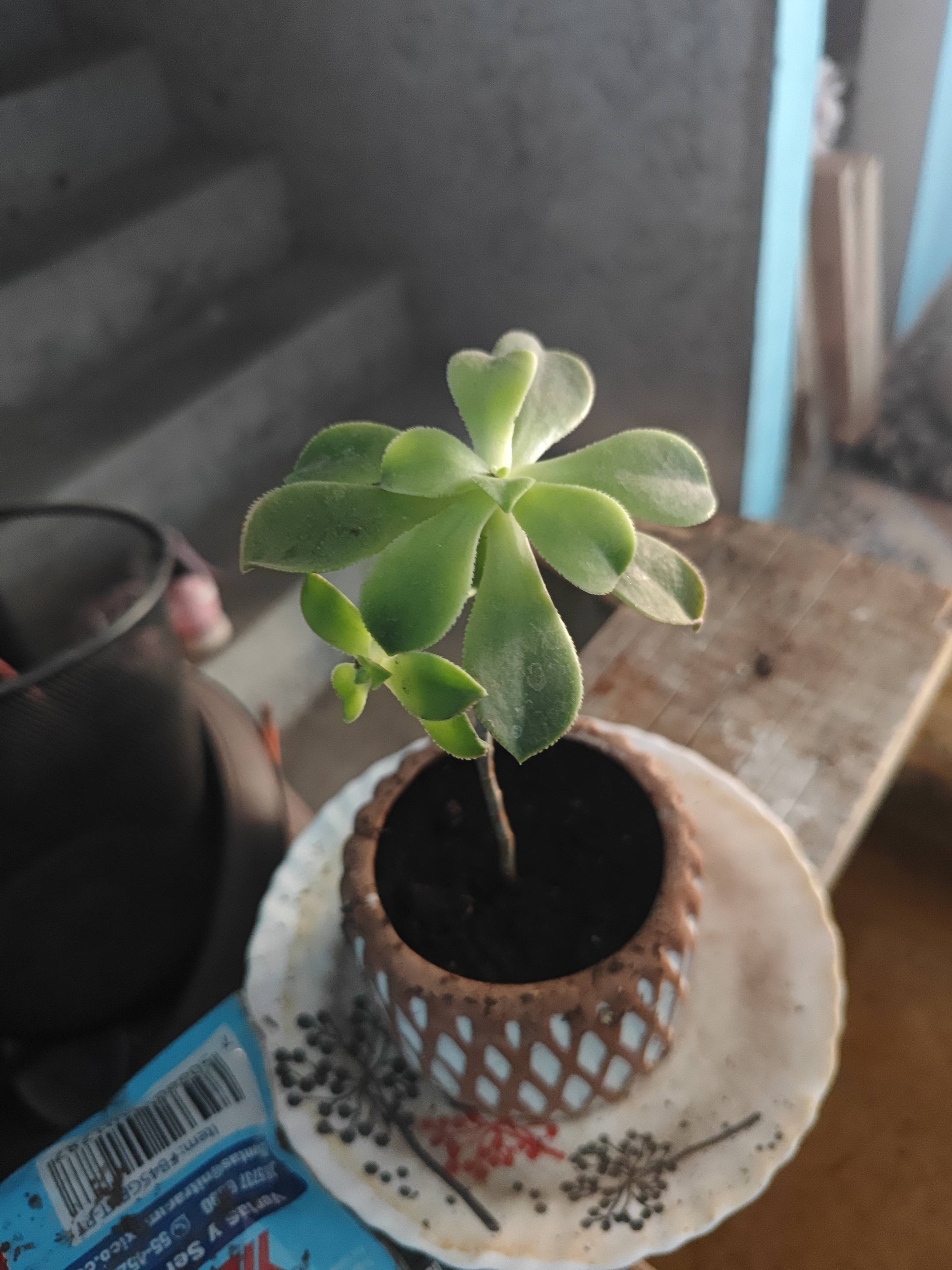 Comment récupérer un Aeonium en intérieur avec peu de lumière