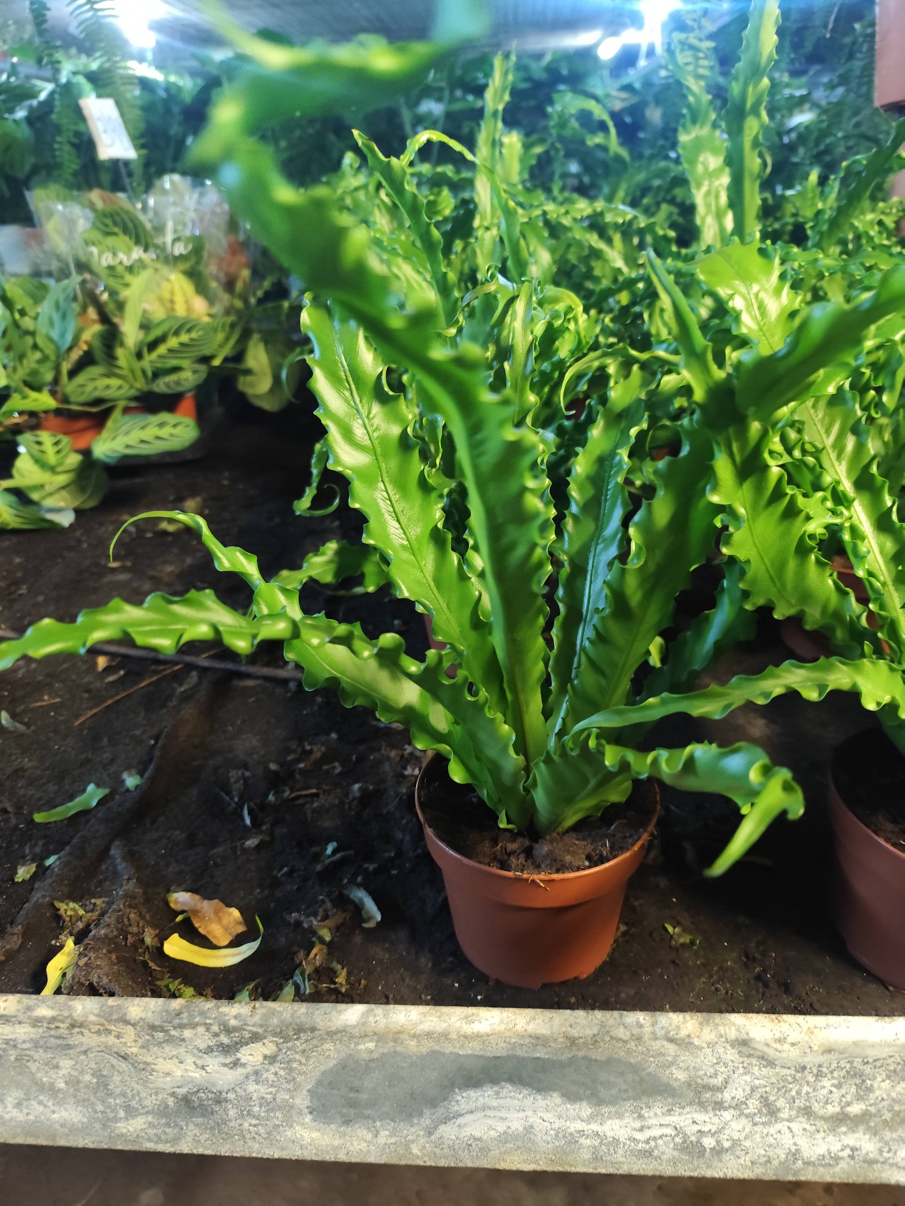 Cuidado del Asplenium antiquum Makino: guía para mantenerlo sano
