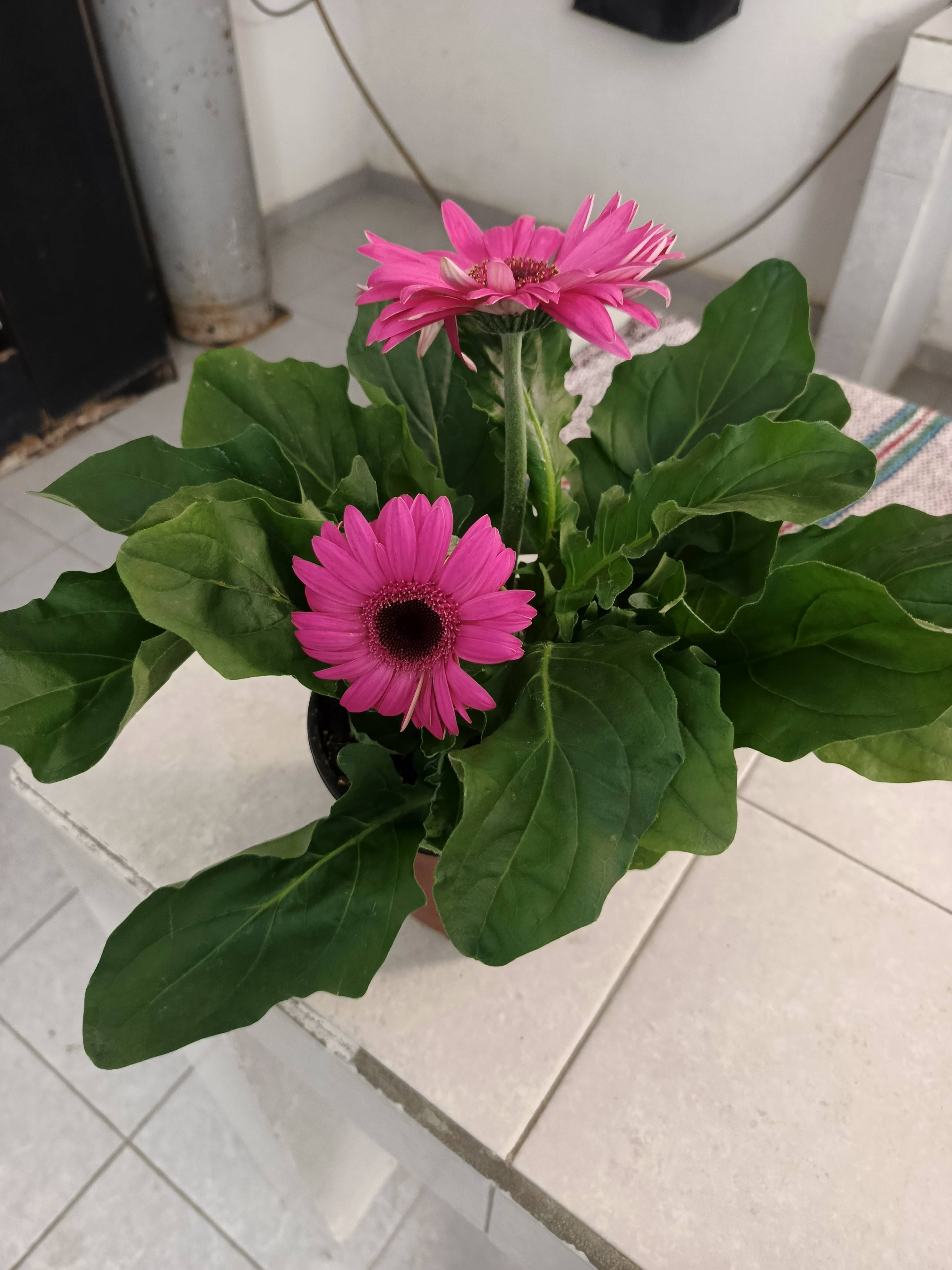 Cure di base per Gerbera (Gerbera leandrii Humbert): pianta sana e in fiore