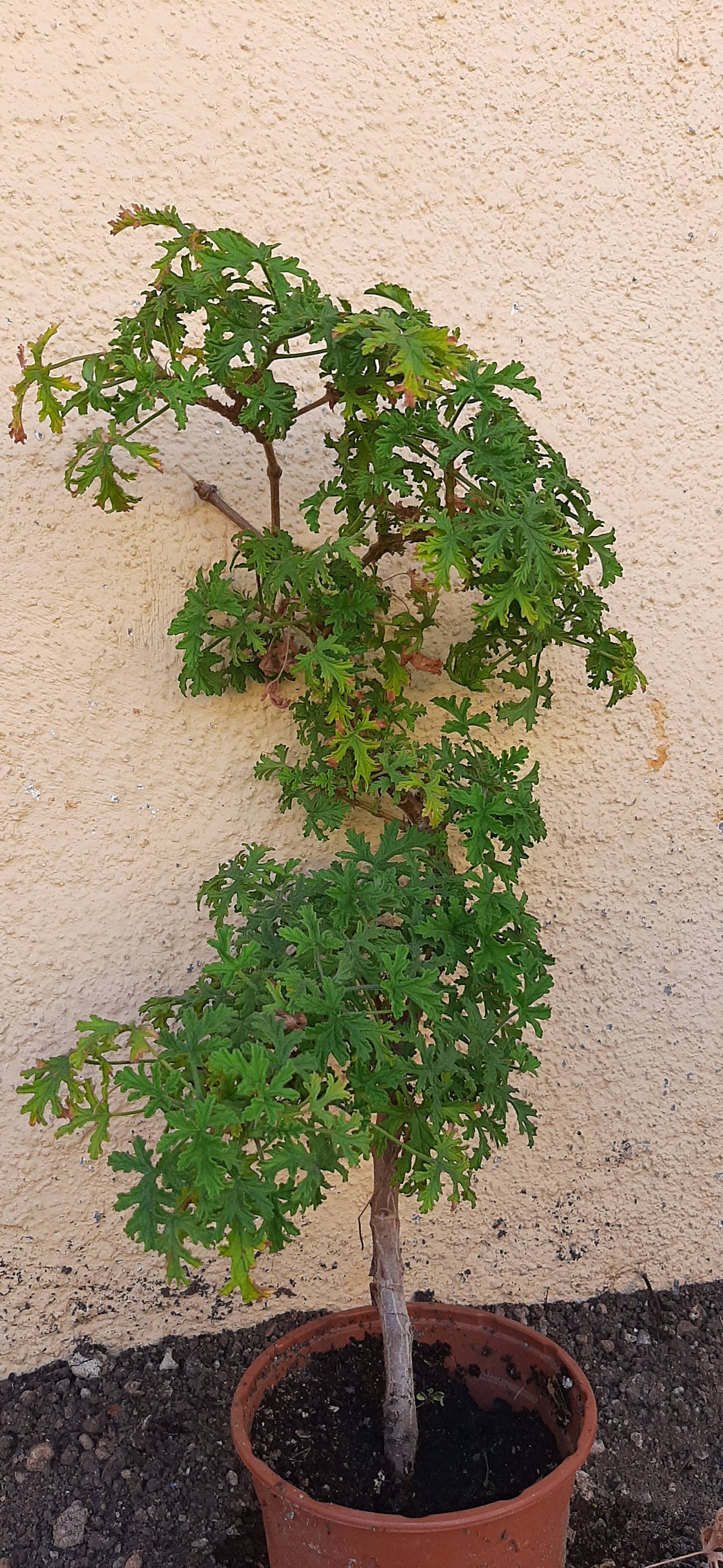 Was tun, wenn deine Zitronen-Geranie (Pelargonium graveolens) gelbe oder vertrocknete Blätter hat