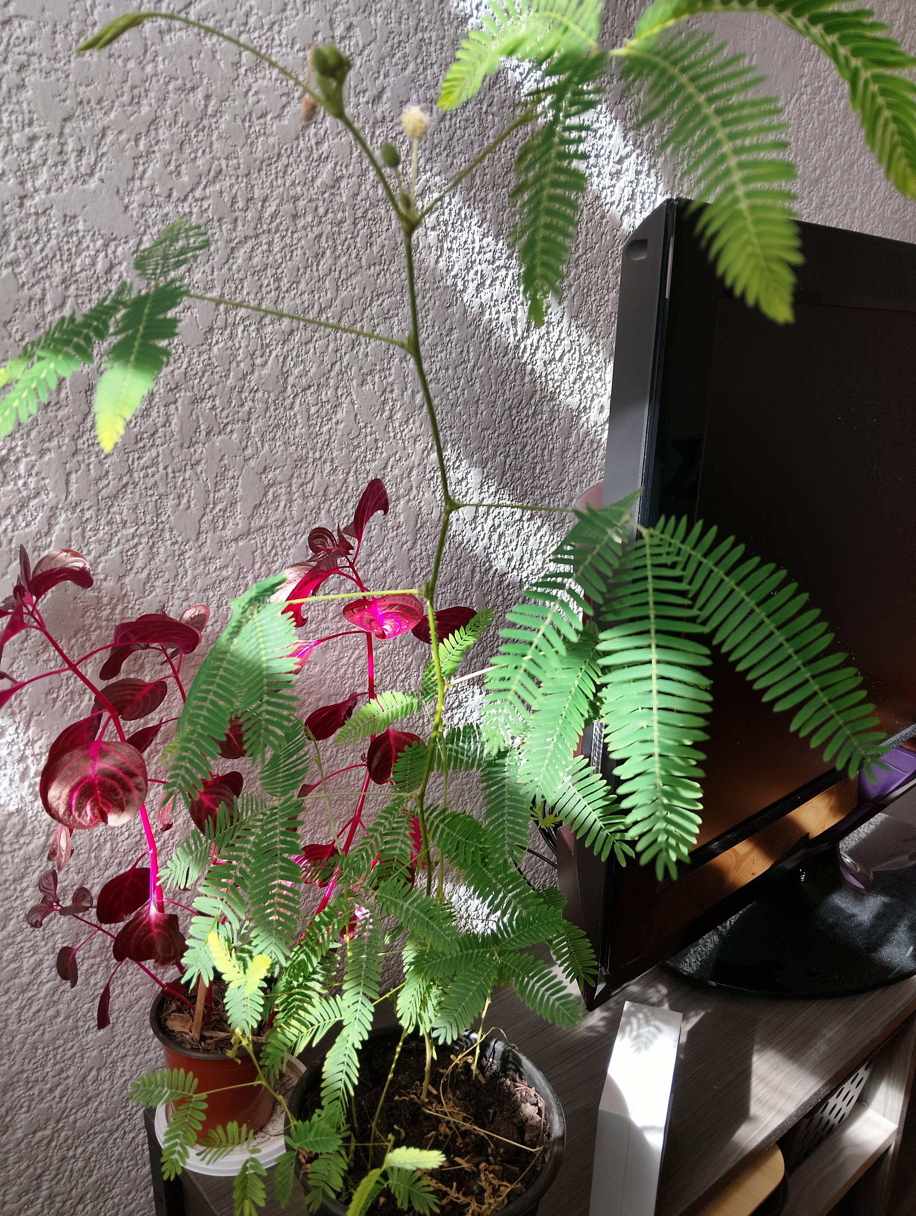 Soins de base pour la Dormeuse (Mimosa pudica)