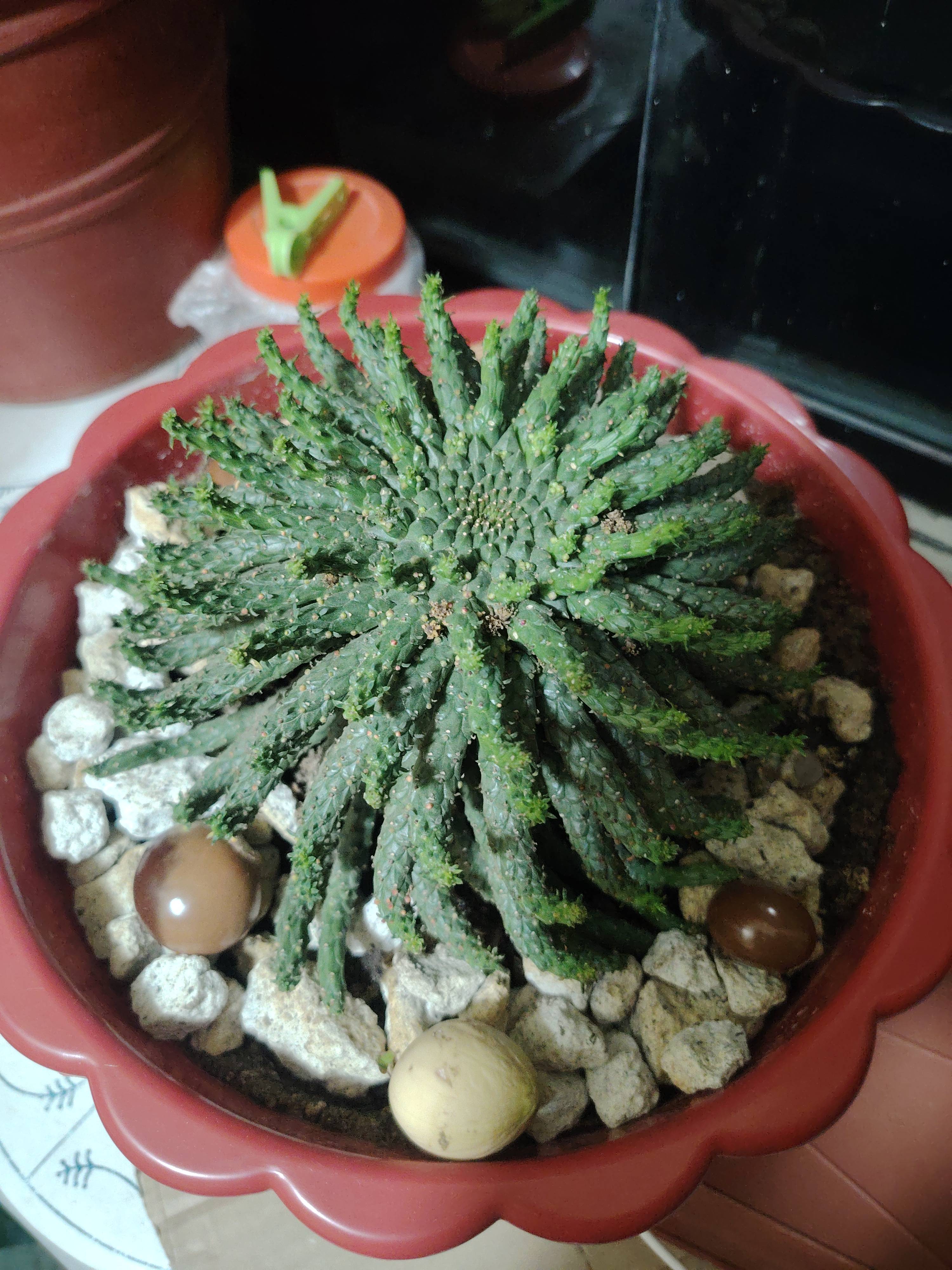 Como cuidar a Cabeça-de-medusa (Euphorbia flanaganii): guia de manutenção