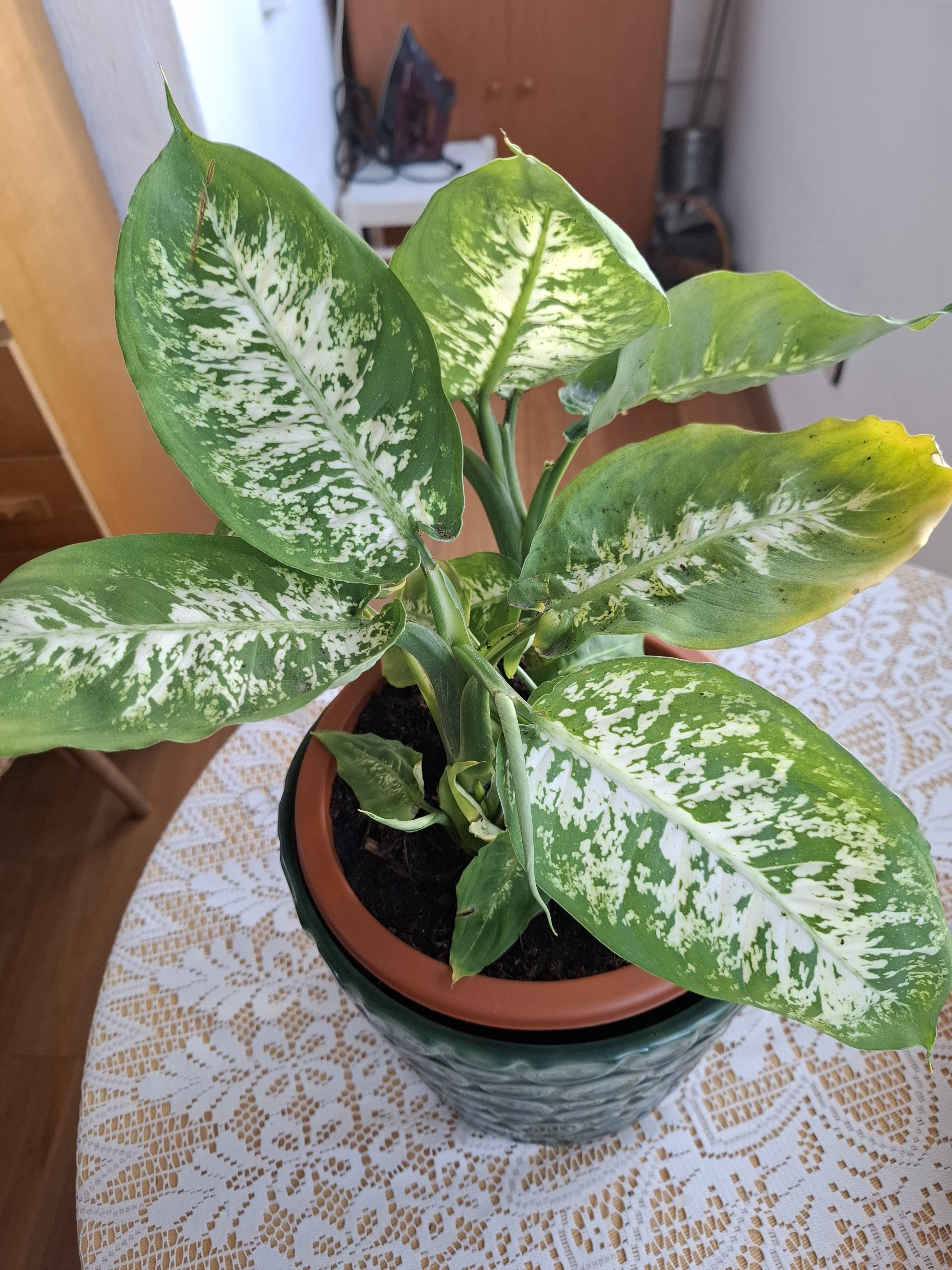 Dieffenbachia mit gelblichen Blattkanten: Ursachen und wie man sie erholt