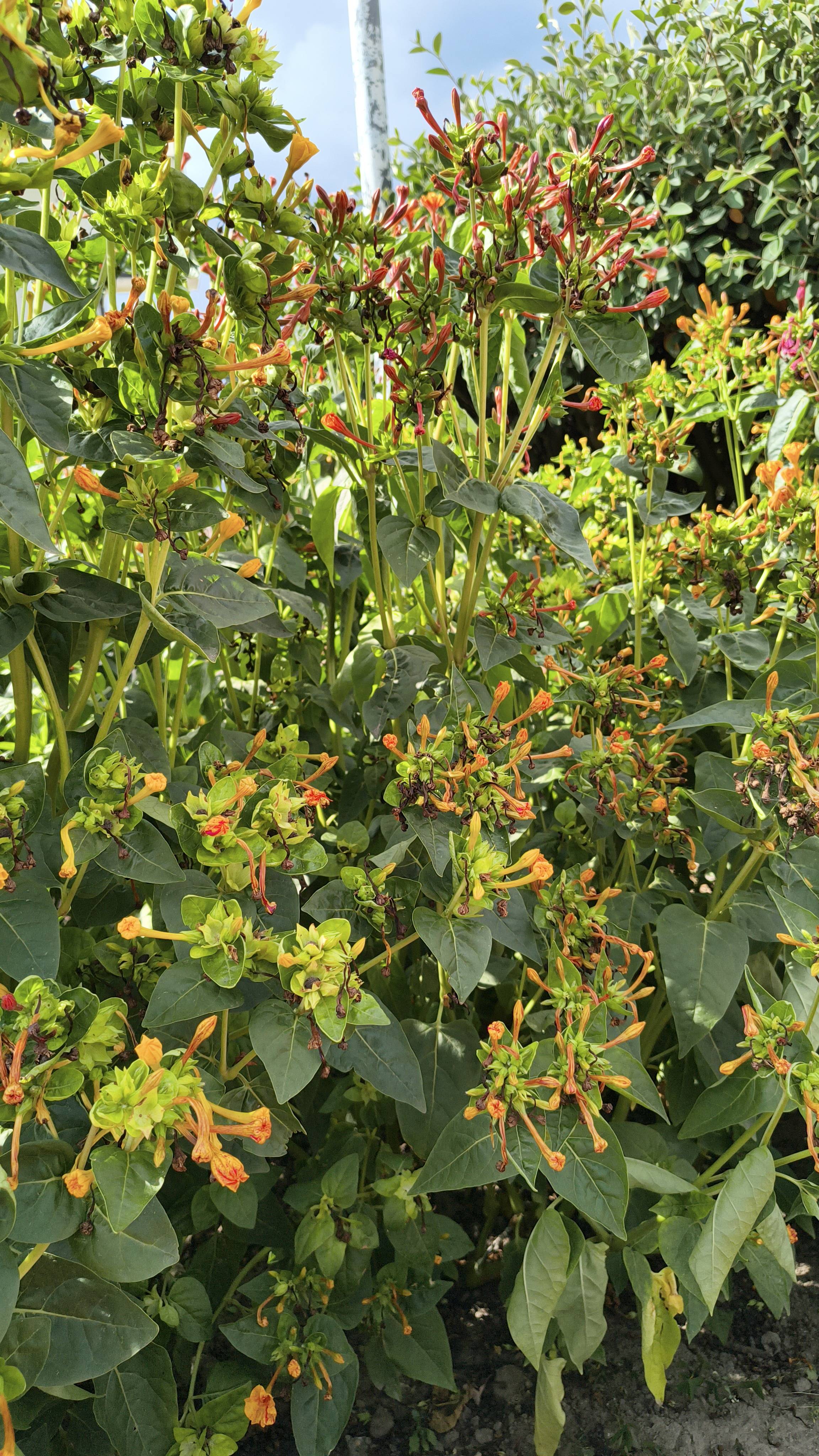 Dondiego de Noche (Mirabilis jalapa): diagnóstico e cuidados para mantê-lo saudável