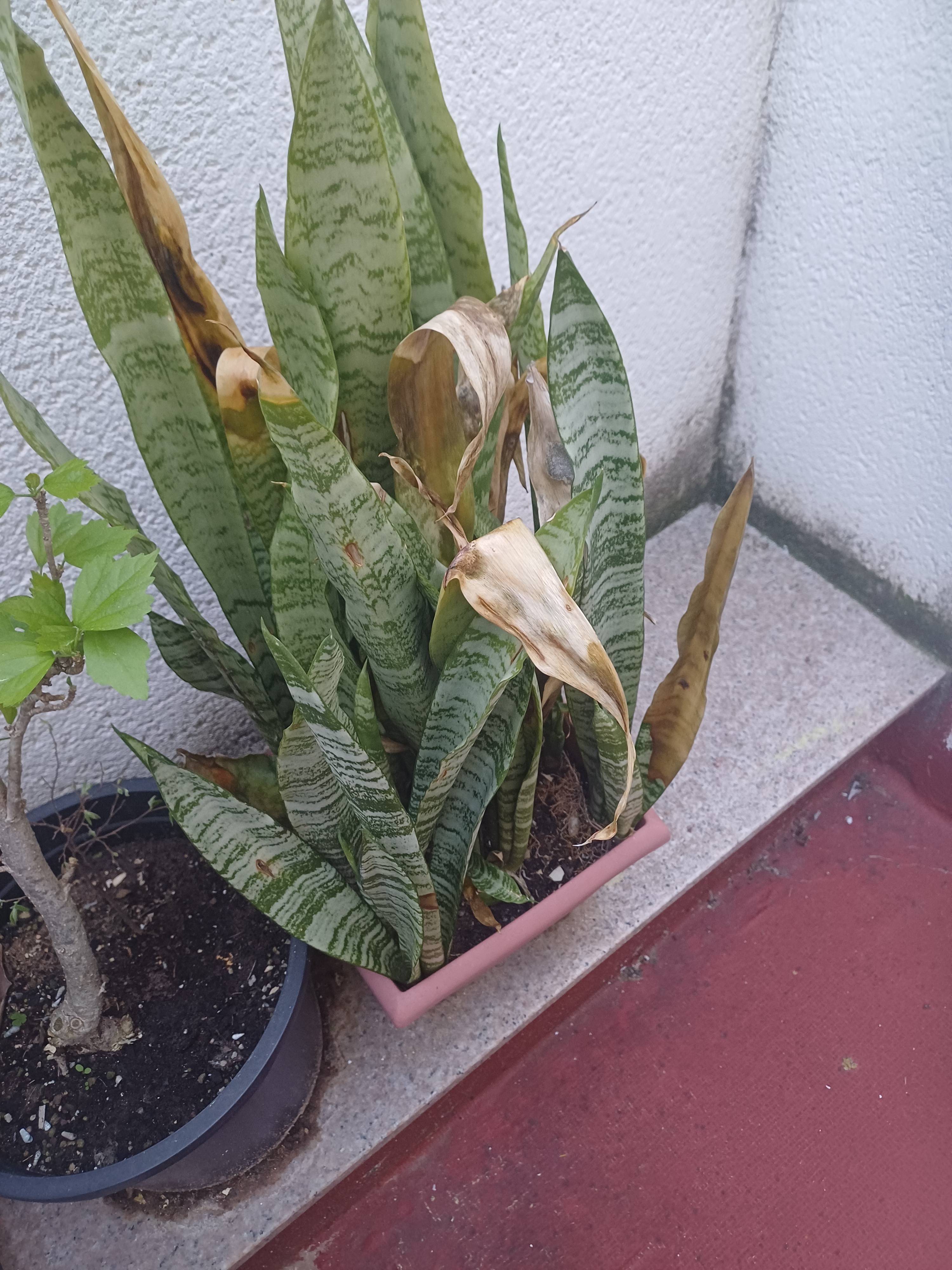 Wie man eine Bogenhanf (Dracaena) mit verbrannten und trockenen Blättern rettet