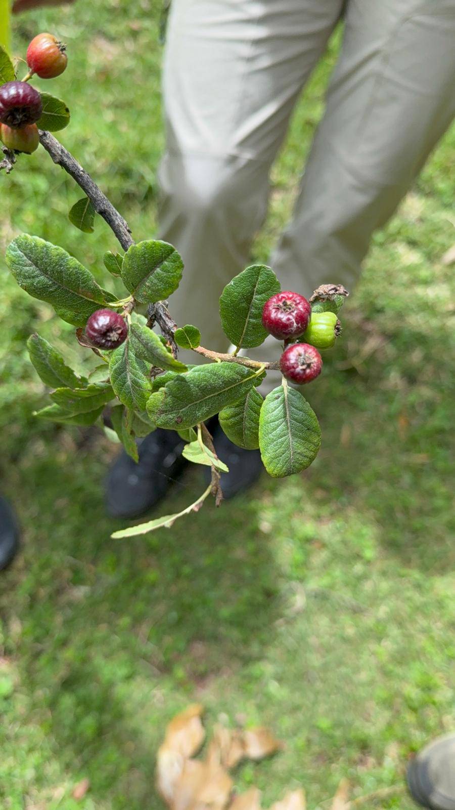 Taches blanches légères sur les fruits de Cerote (Hesperomeles obtusifolia) : diagnostic et soins