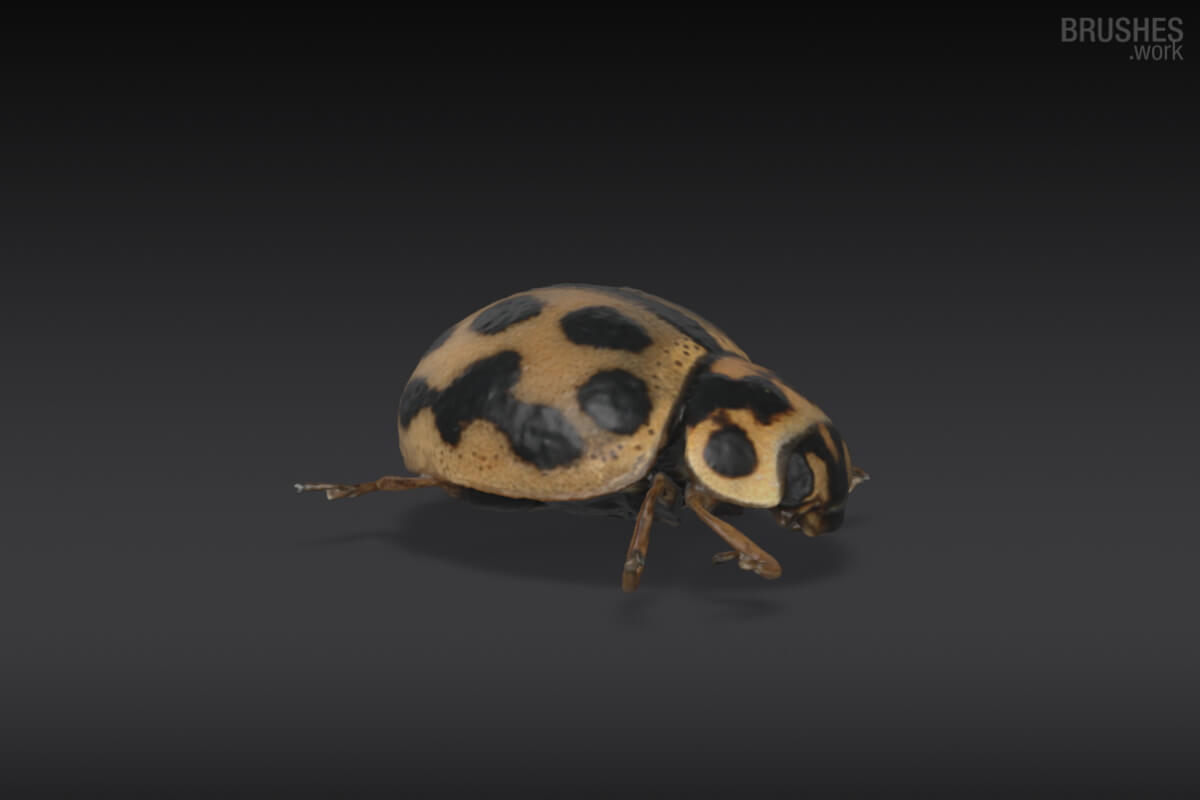 3D Model 89