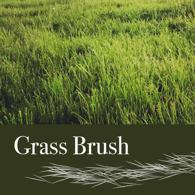 Grass