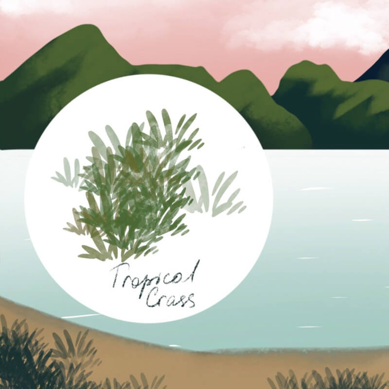 Grass Tropical