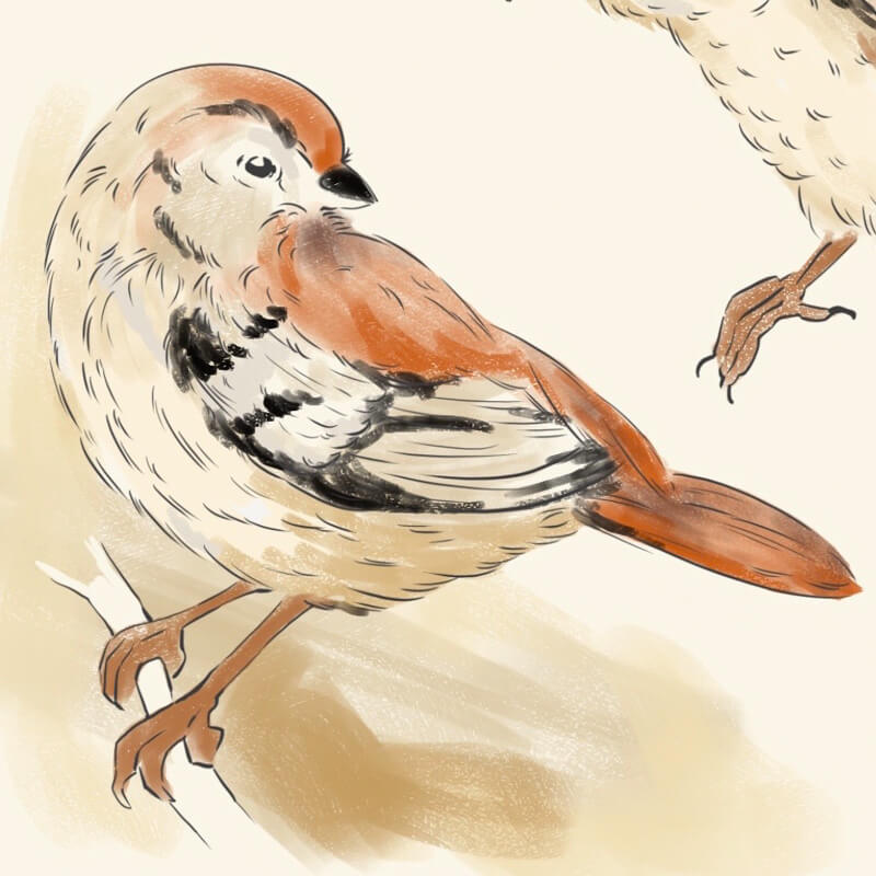 Birds