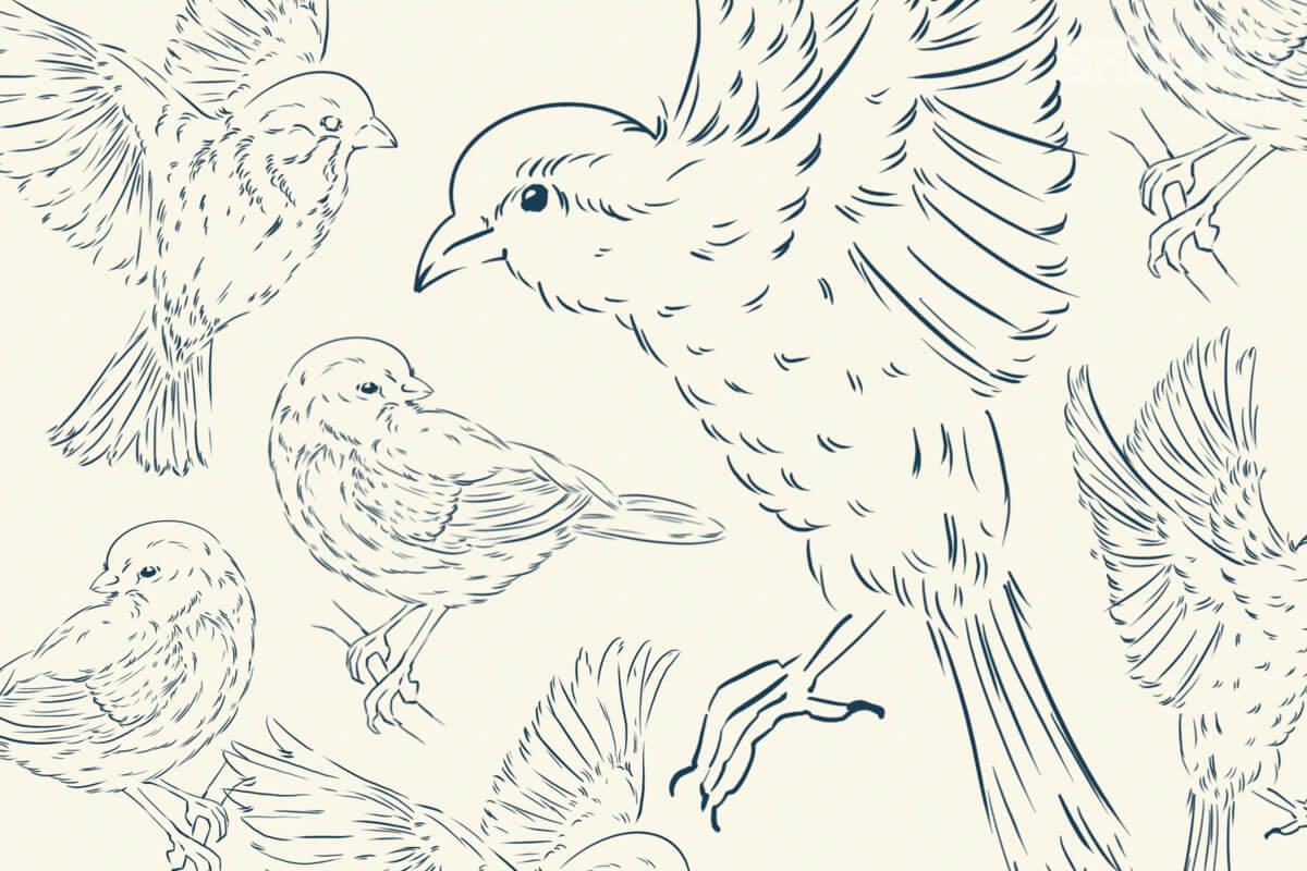 Birds preview 2