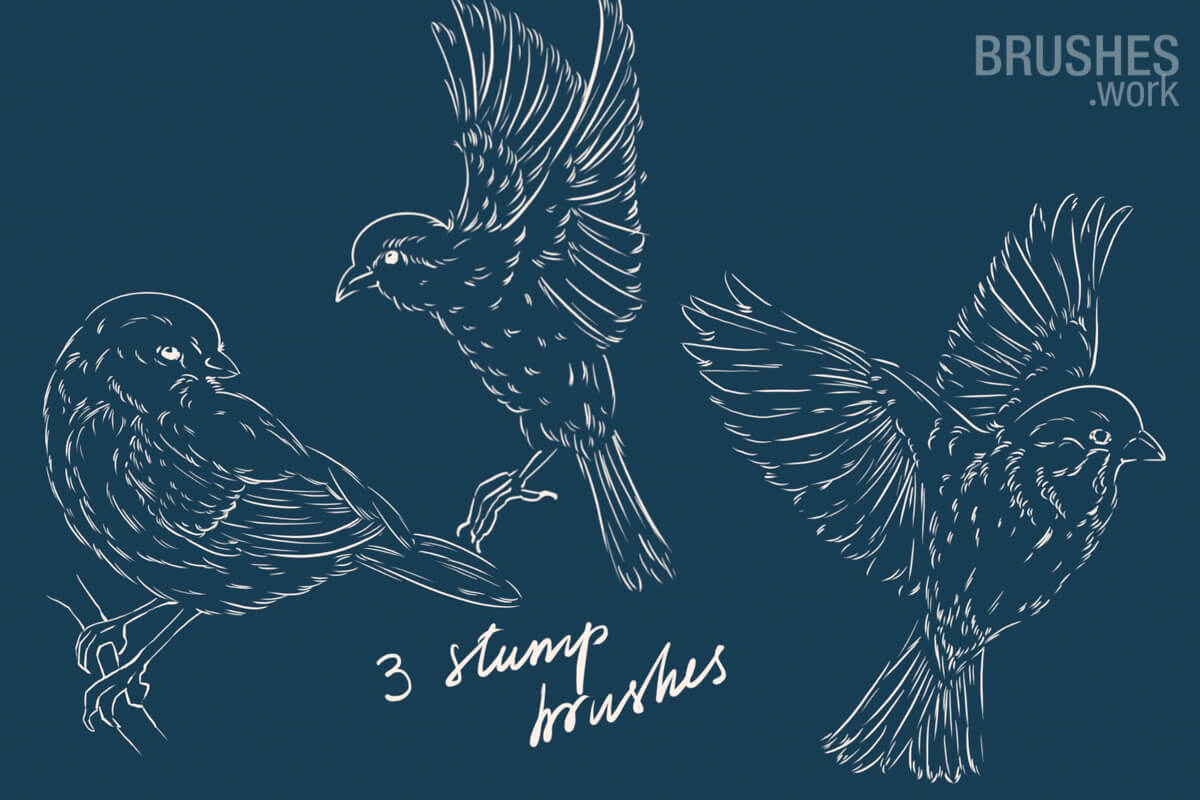 Birds preview 5