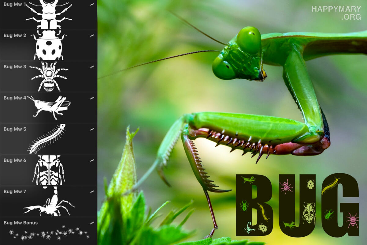 Bug Set