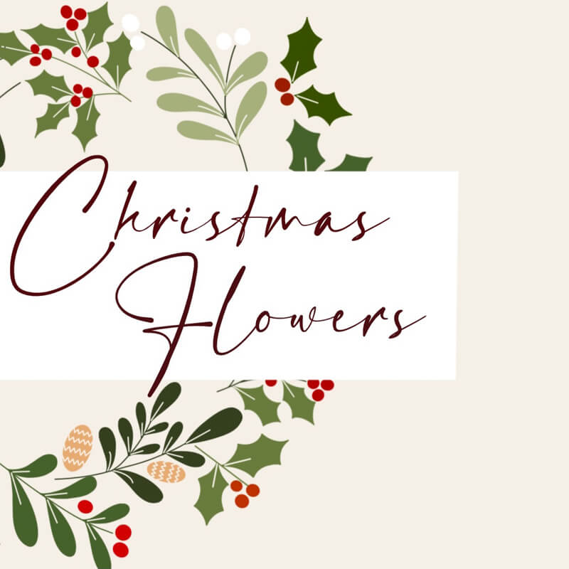 Christmas Flowers