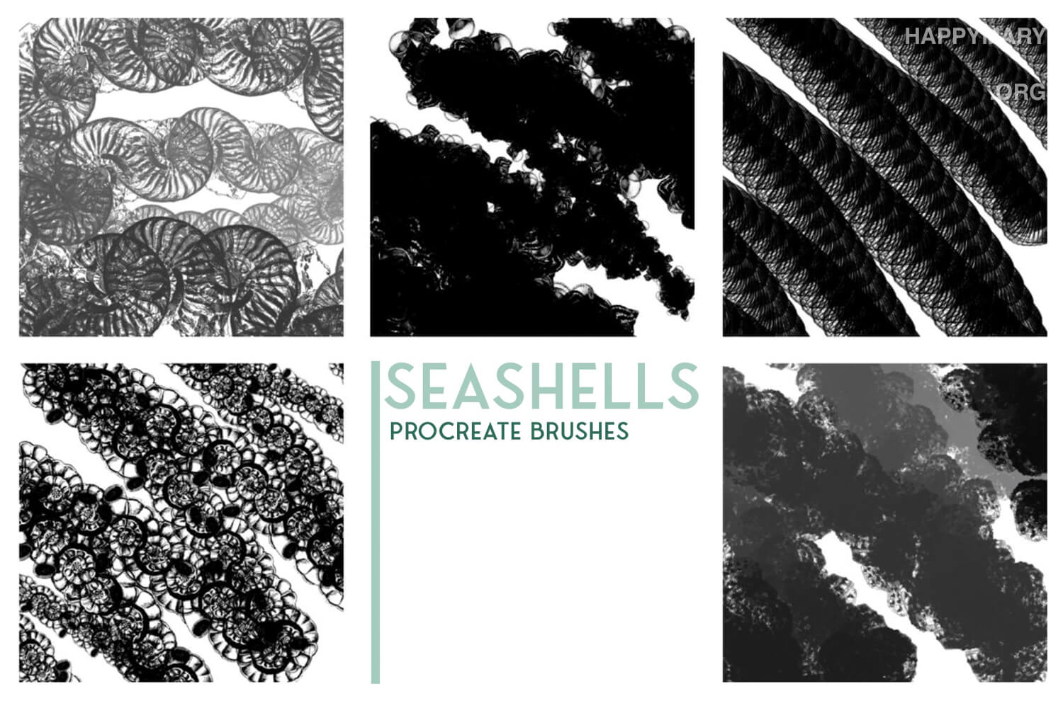 Mw Seashells 1