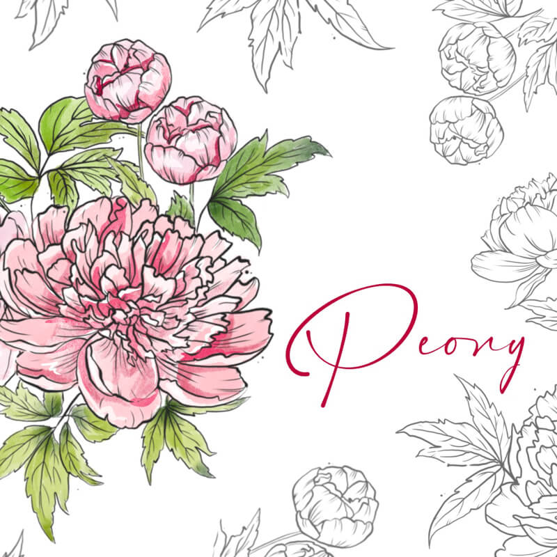 Peony preview 3
