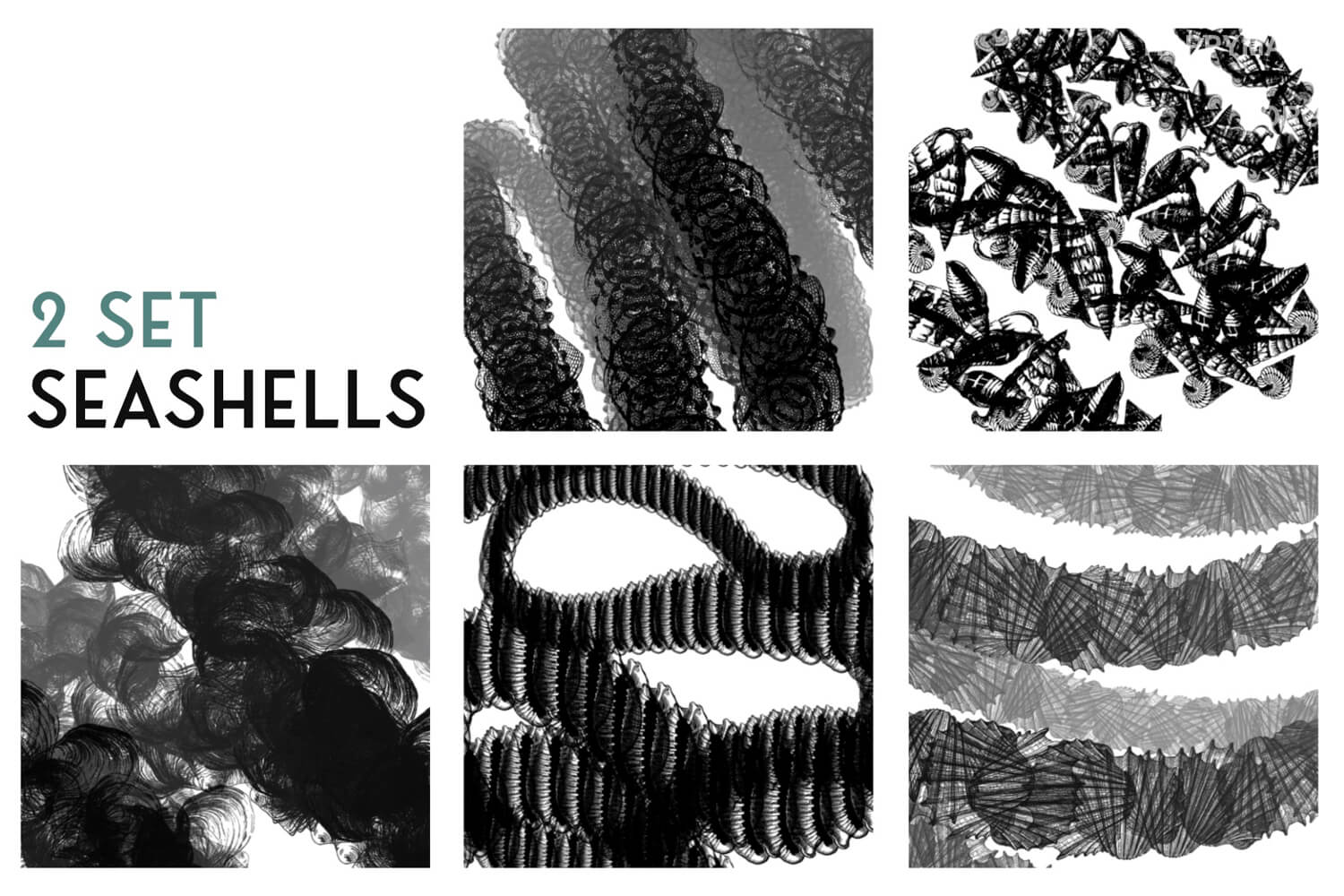 Seashells 2