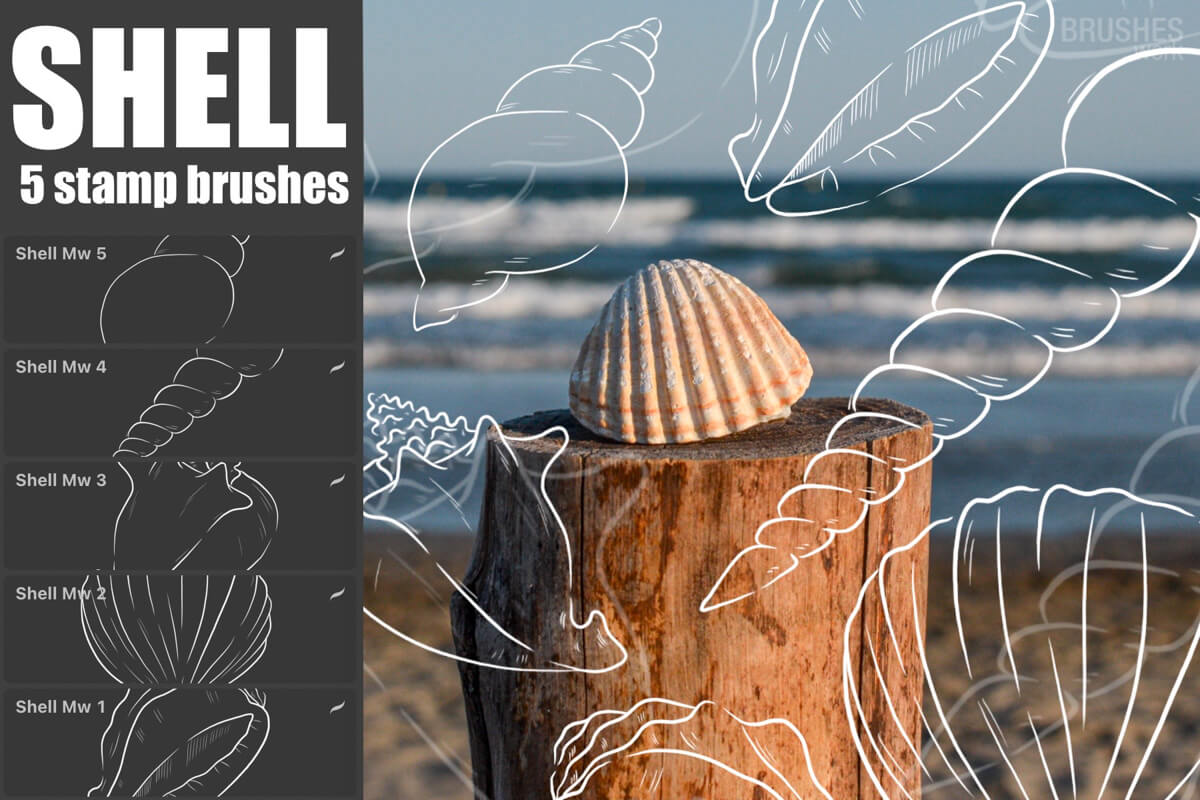 Shell preview 2