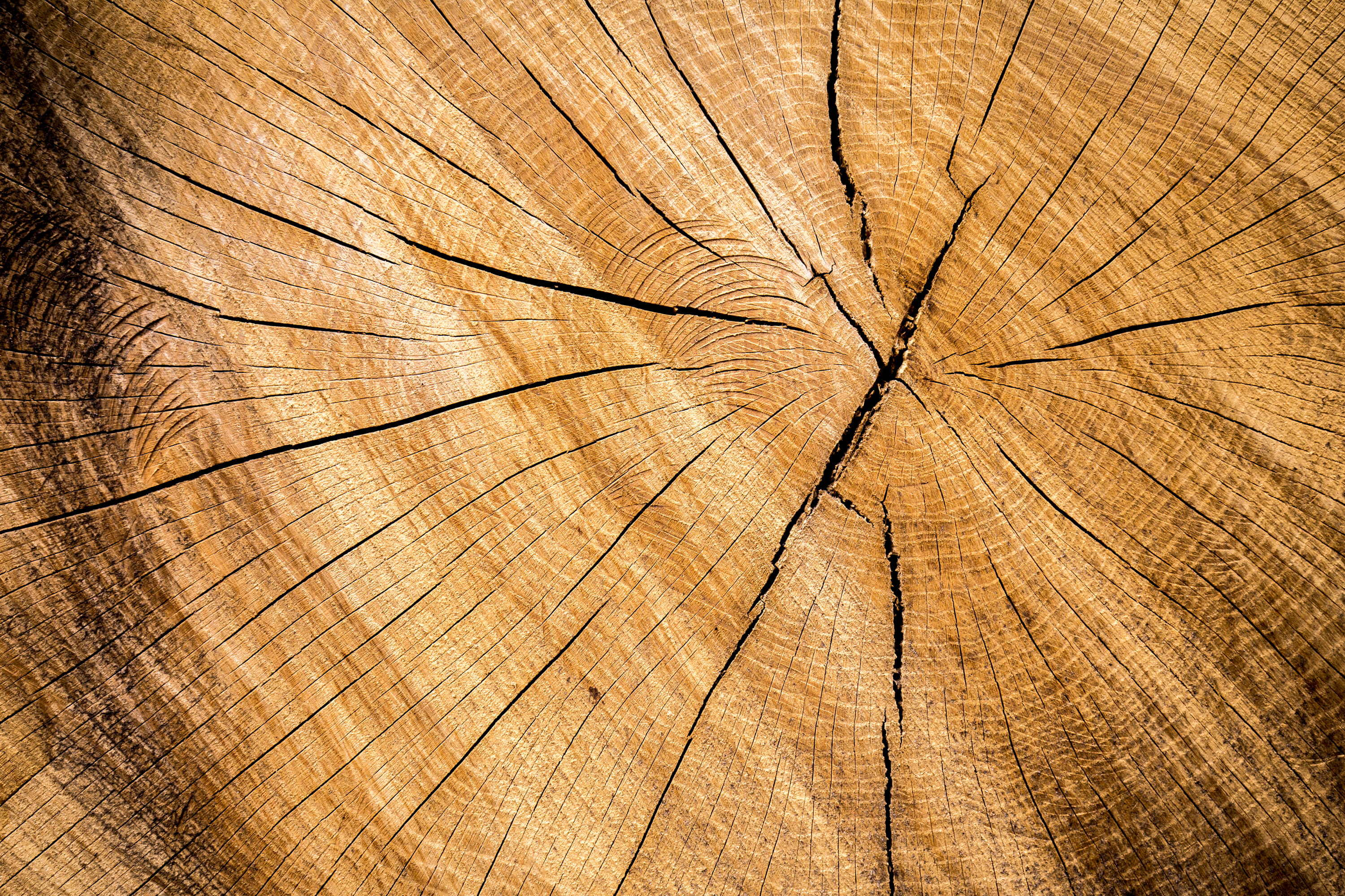 Texture 32