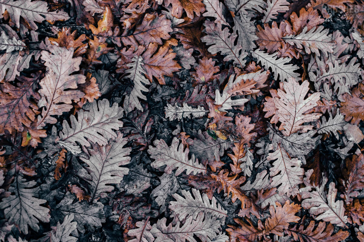 Texture 50
