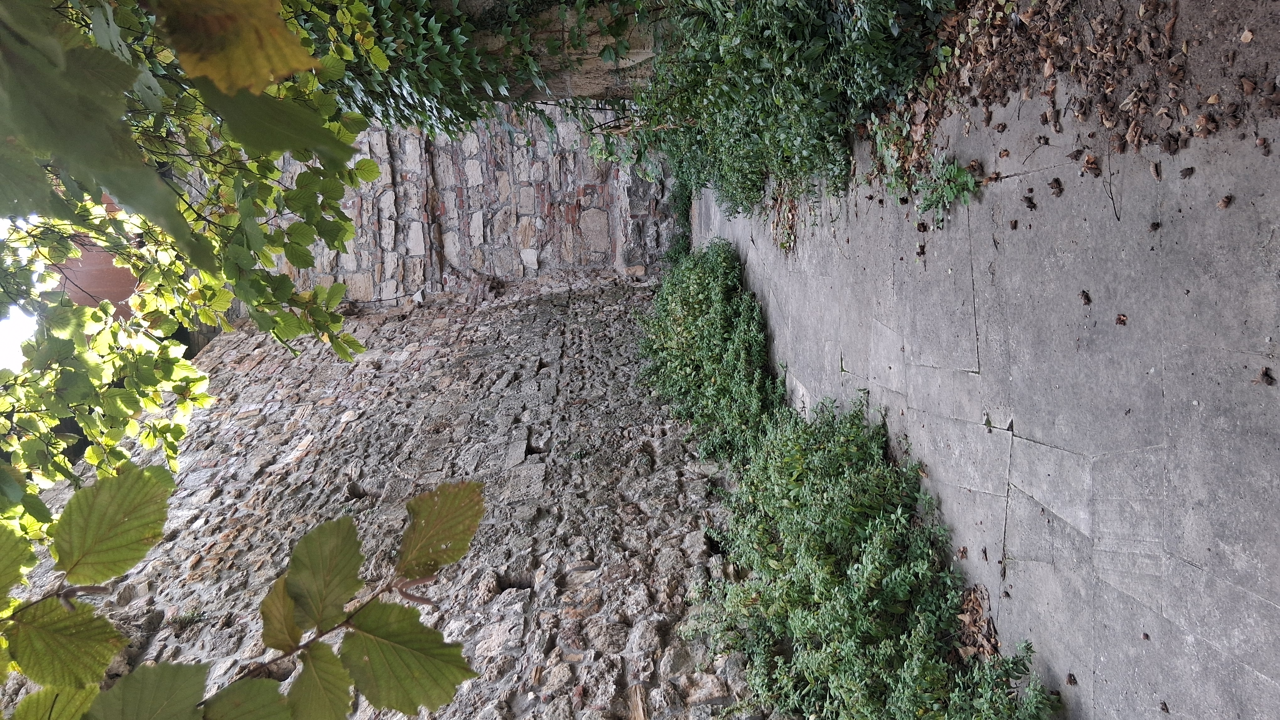 Botanika a középkorban