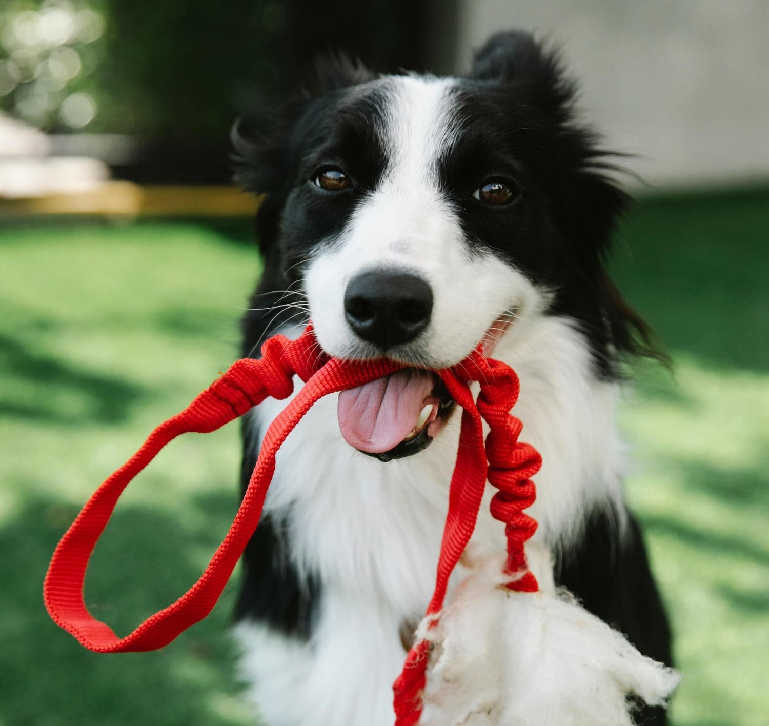 ¿Cuánto cuesta pasear un perro en Argentina en 2026? Guía completa de precios