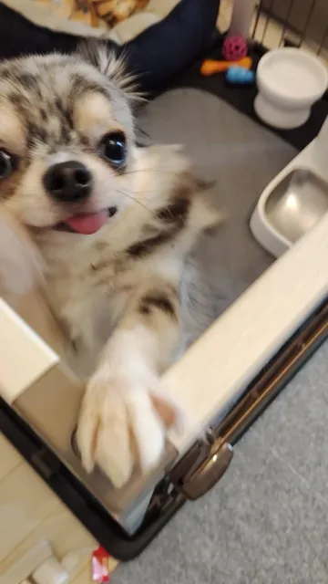 ちまきのお誕生日祝う