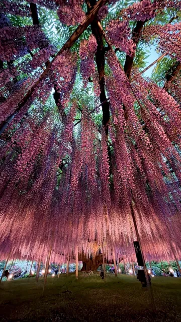 足利フラワーパークで藤を見る