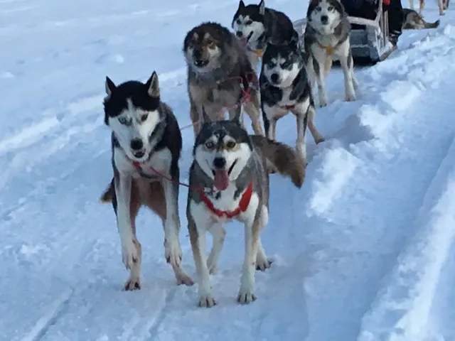 犬ぞりをする（フィンランド）