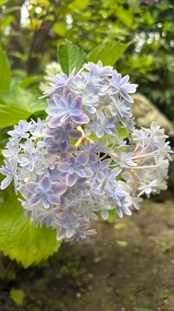 推し紫陽花を見つける
