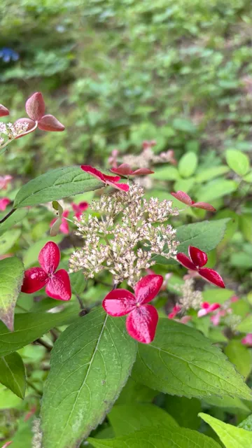 真っ赤な紫陽花「クレナイ」を見つける