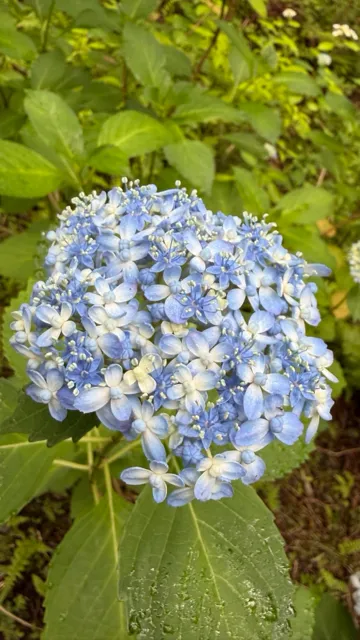 紫陽花「天城千鳥」を見つける